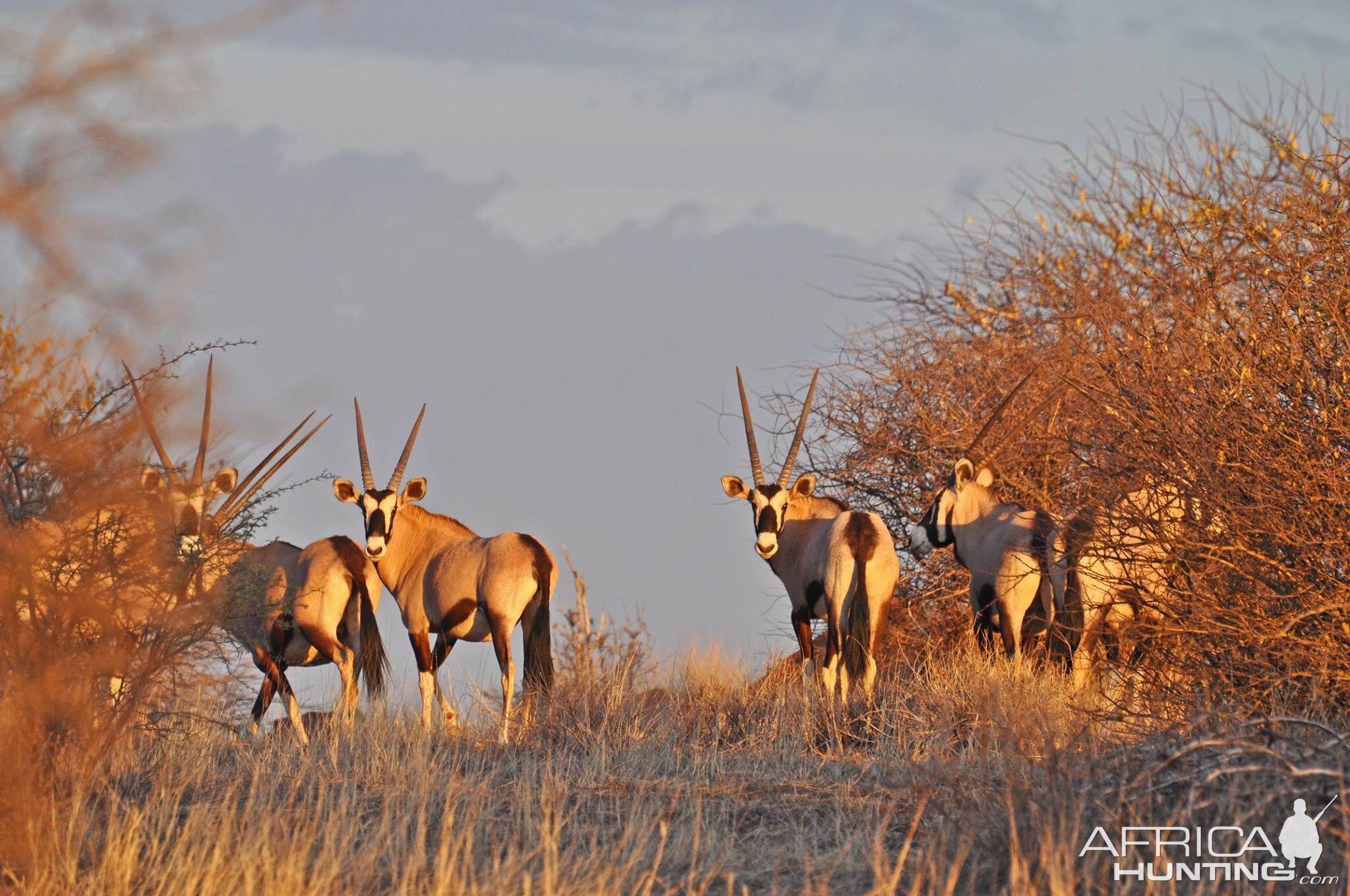 Gemsbok Namibia