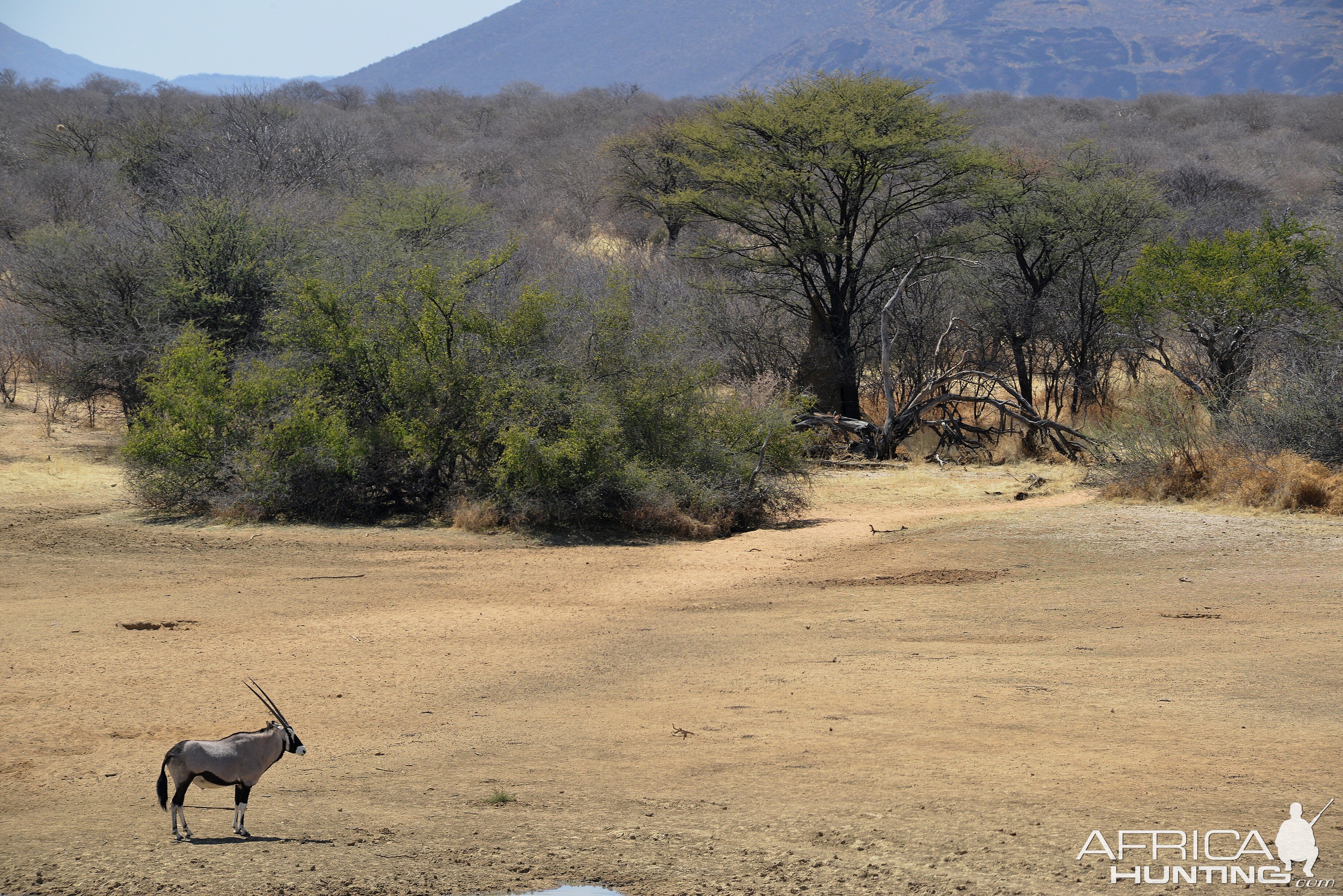 Gemsbok Namibia