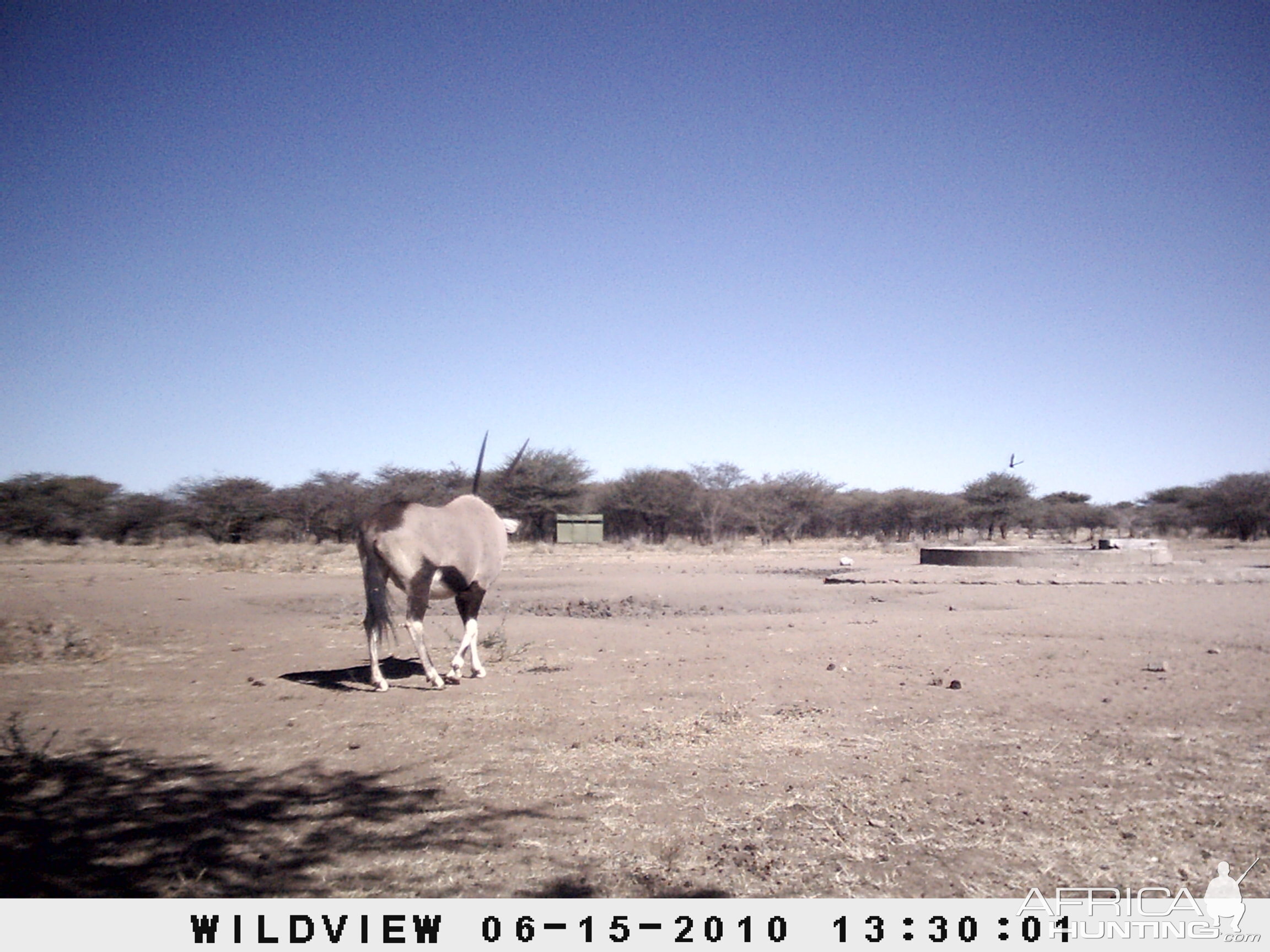 Gemsbok, Namibia