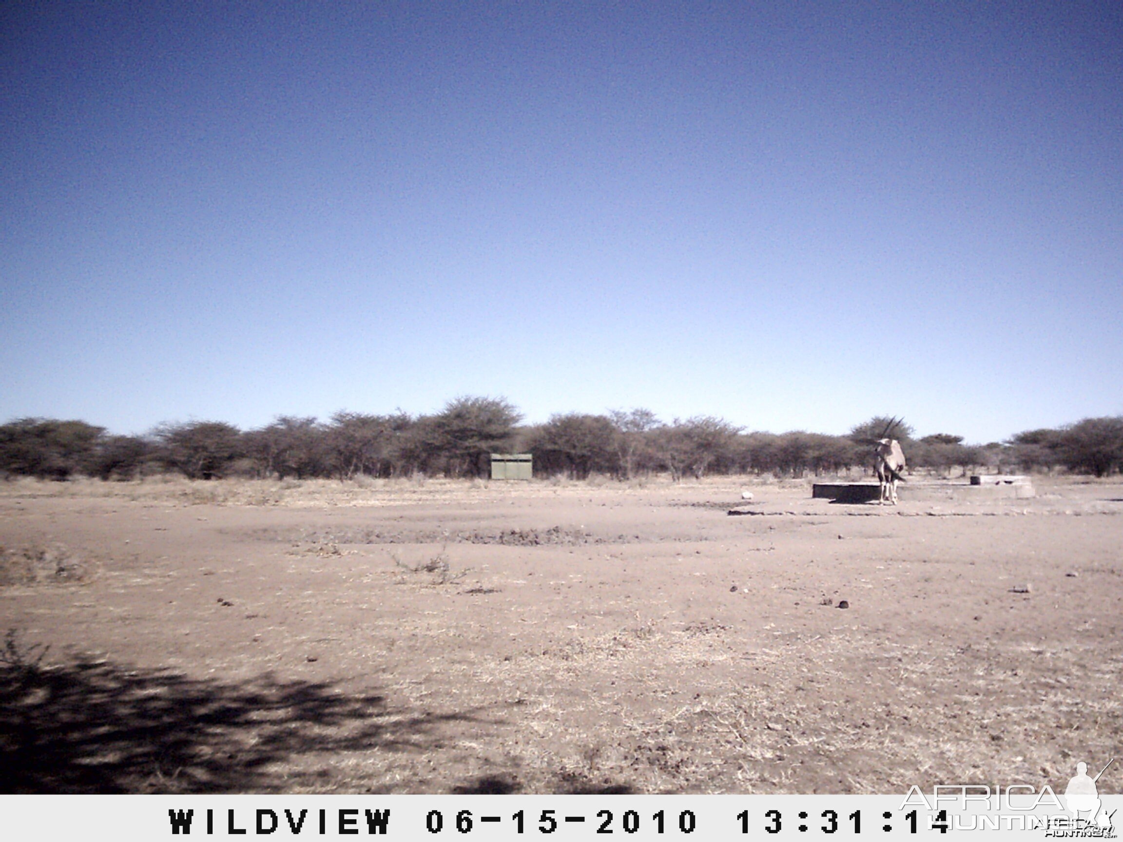 Gemsbok, Namibia