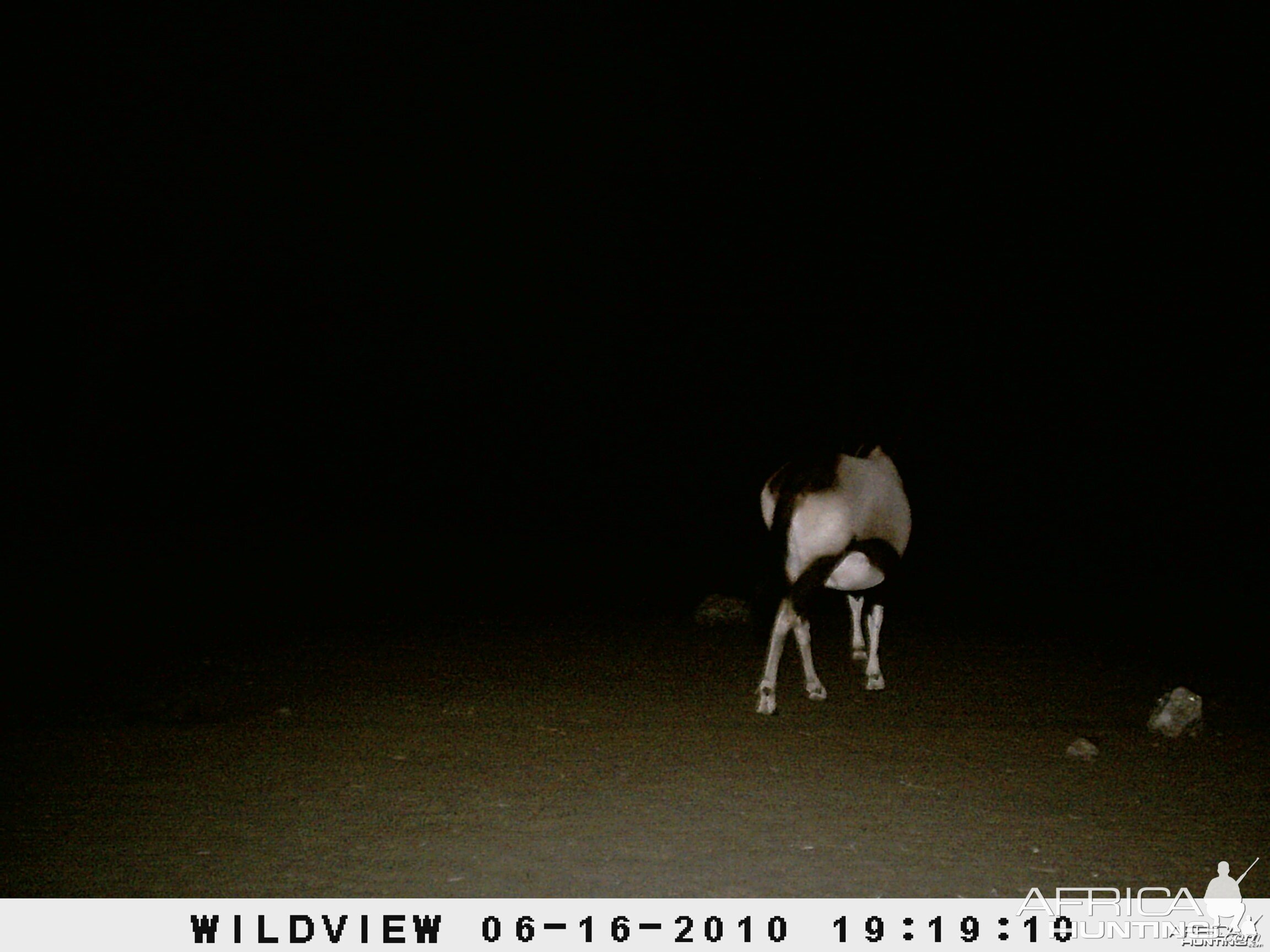 Gemsbok, Namibia