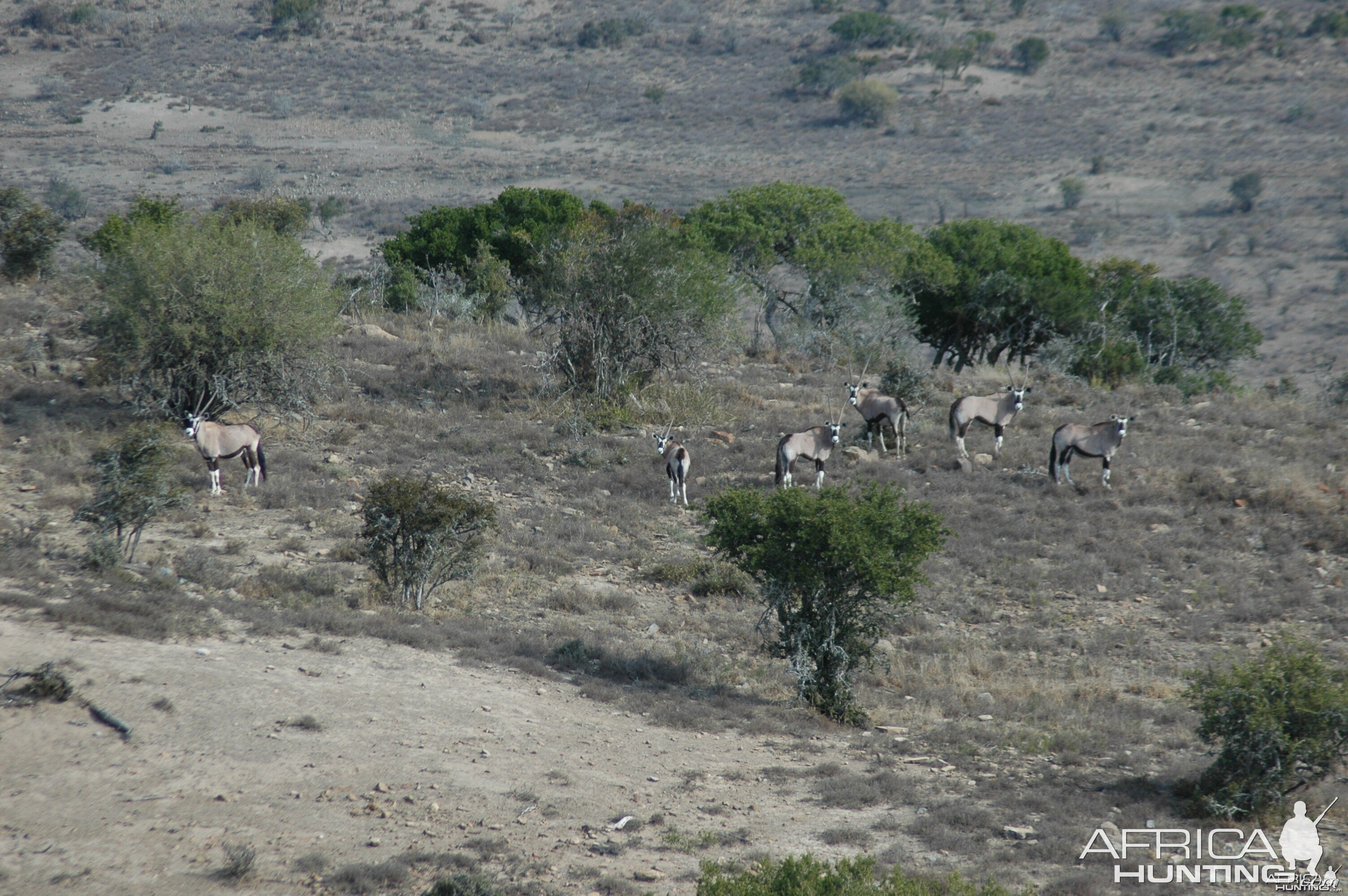 Gemsbok on Kat River Conservancy, South Africa