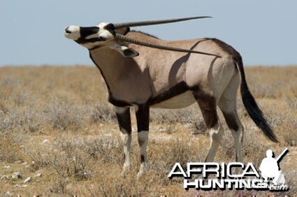 Gemsbok / Oryx