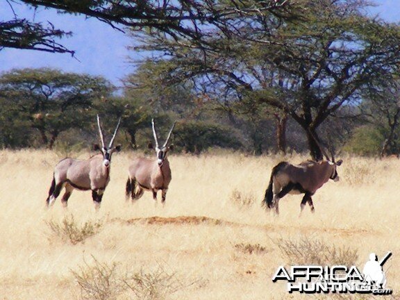 Gemsbok / Oryx