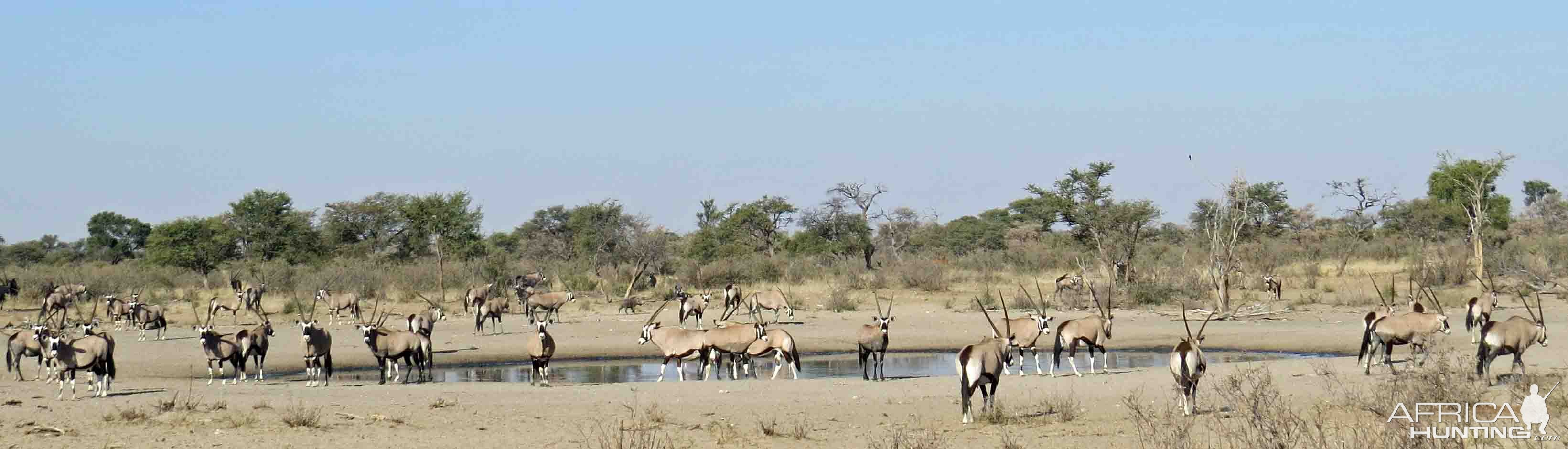 Gemsbok panorama, we see huge herds of Gemsbok!