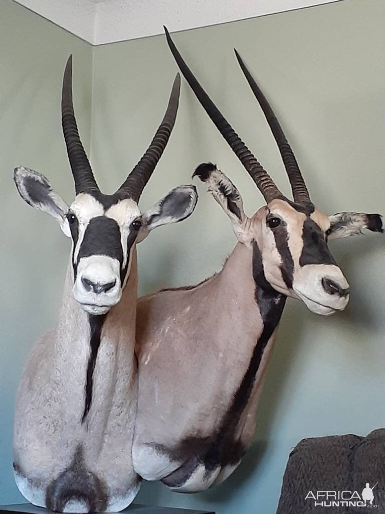 Gemsbok Pedestal Mount Taxidermy