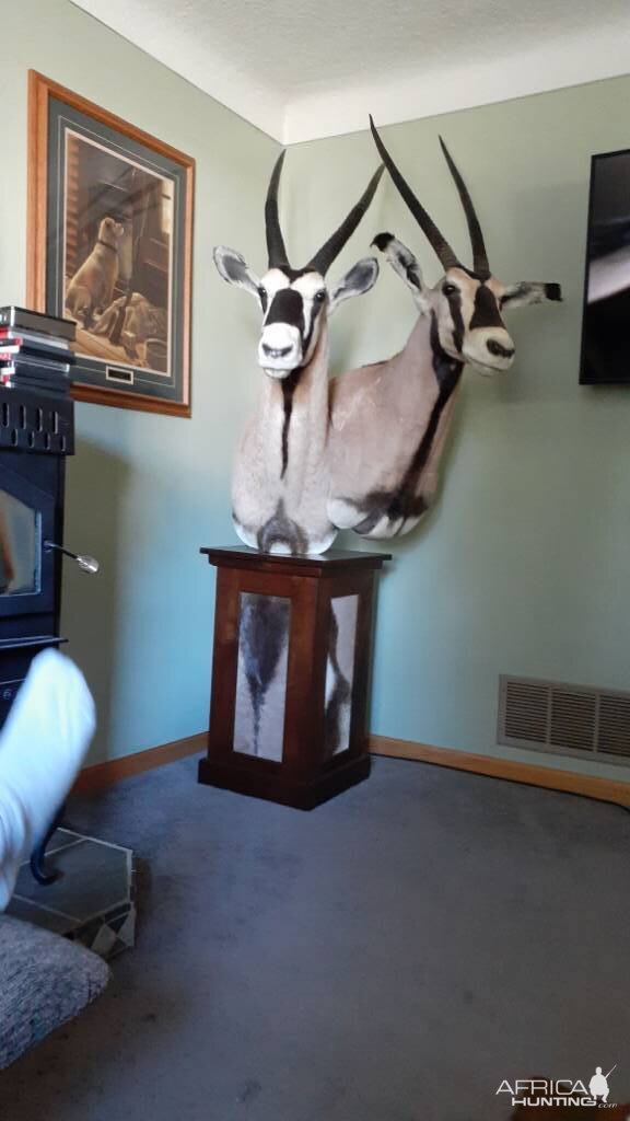 Gemsbok Pedestal Mount Taxidermy