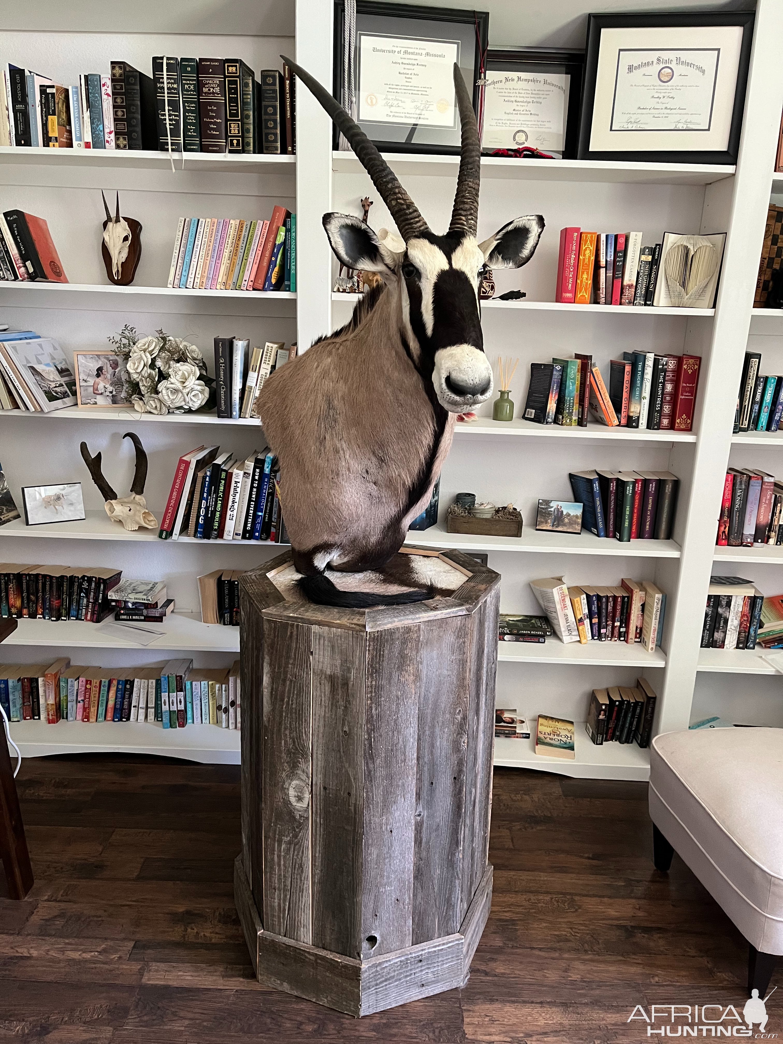 Gemsbok Pedestal Mount Taxidermy