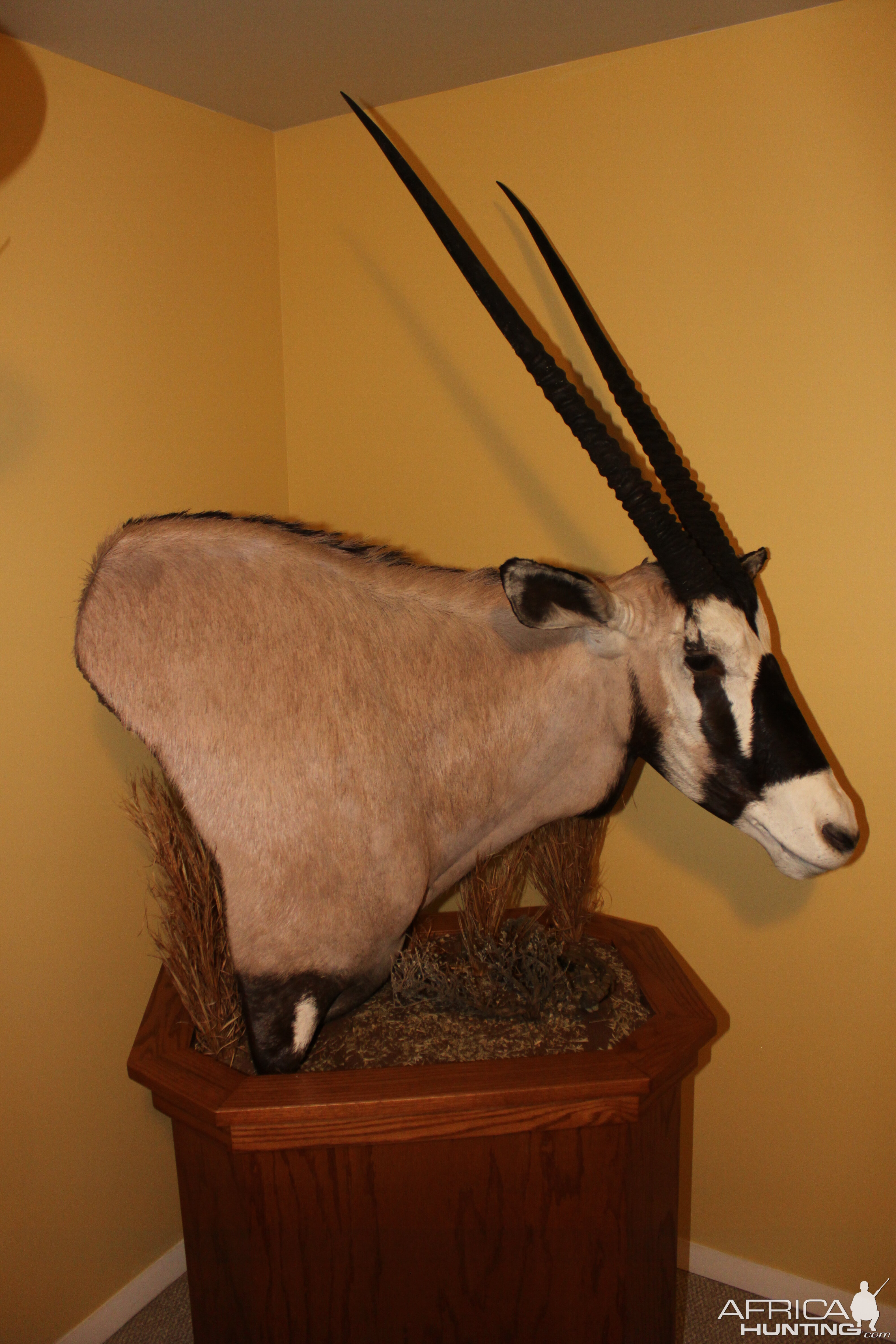 Gemsbok Pedestal Mount Taxidermy