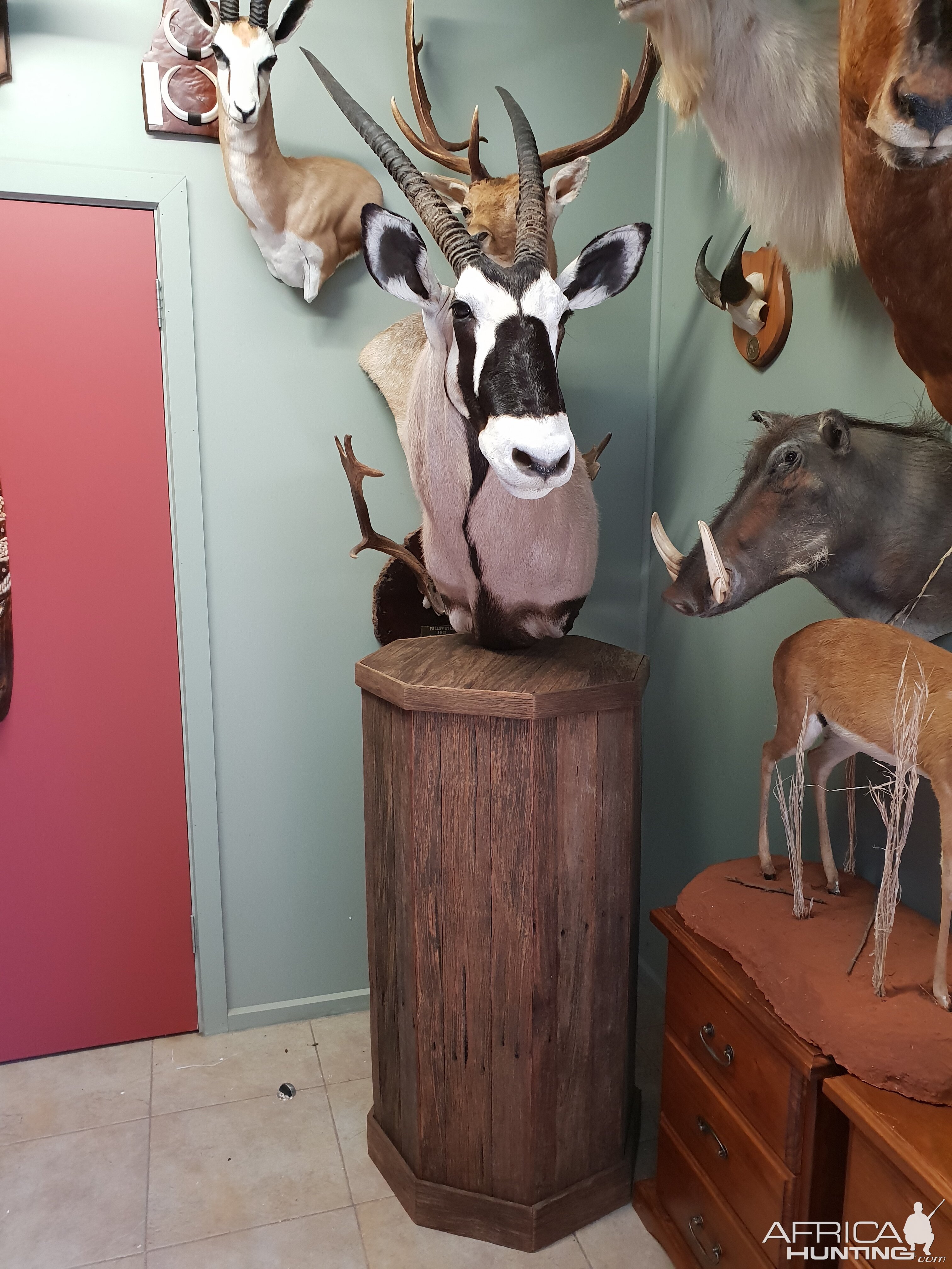 Gemsbok Shoulder Mount Pedestal Taxidermy