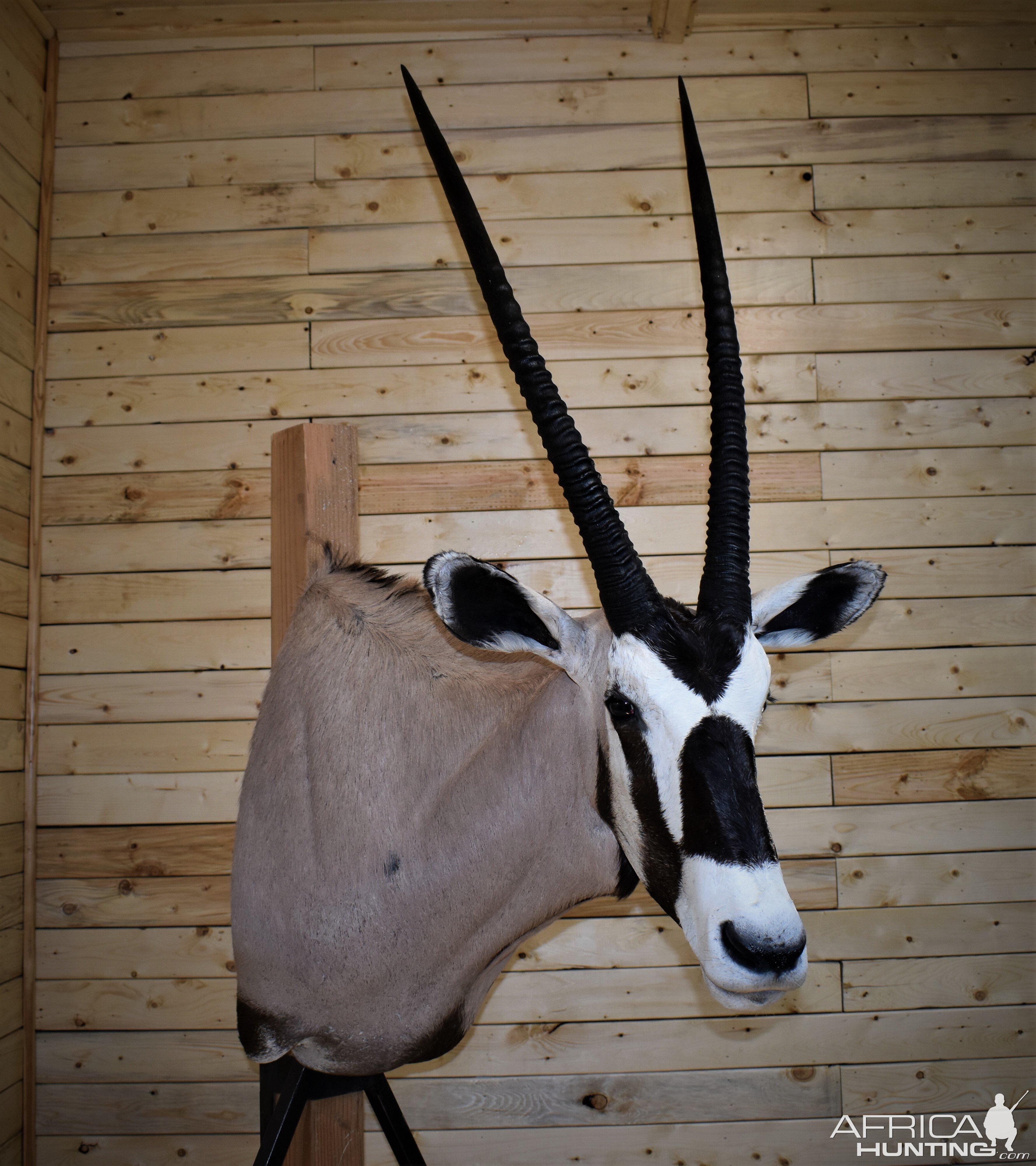 Gemsbok Shoulder Mount Taxidermy