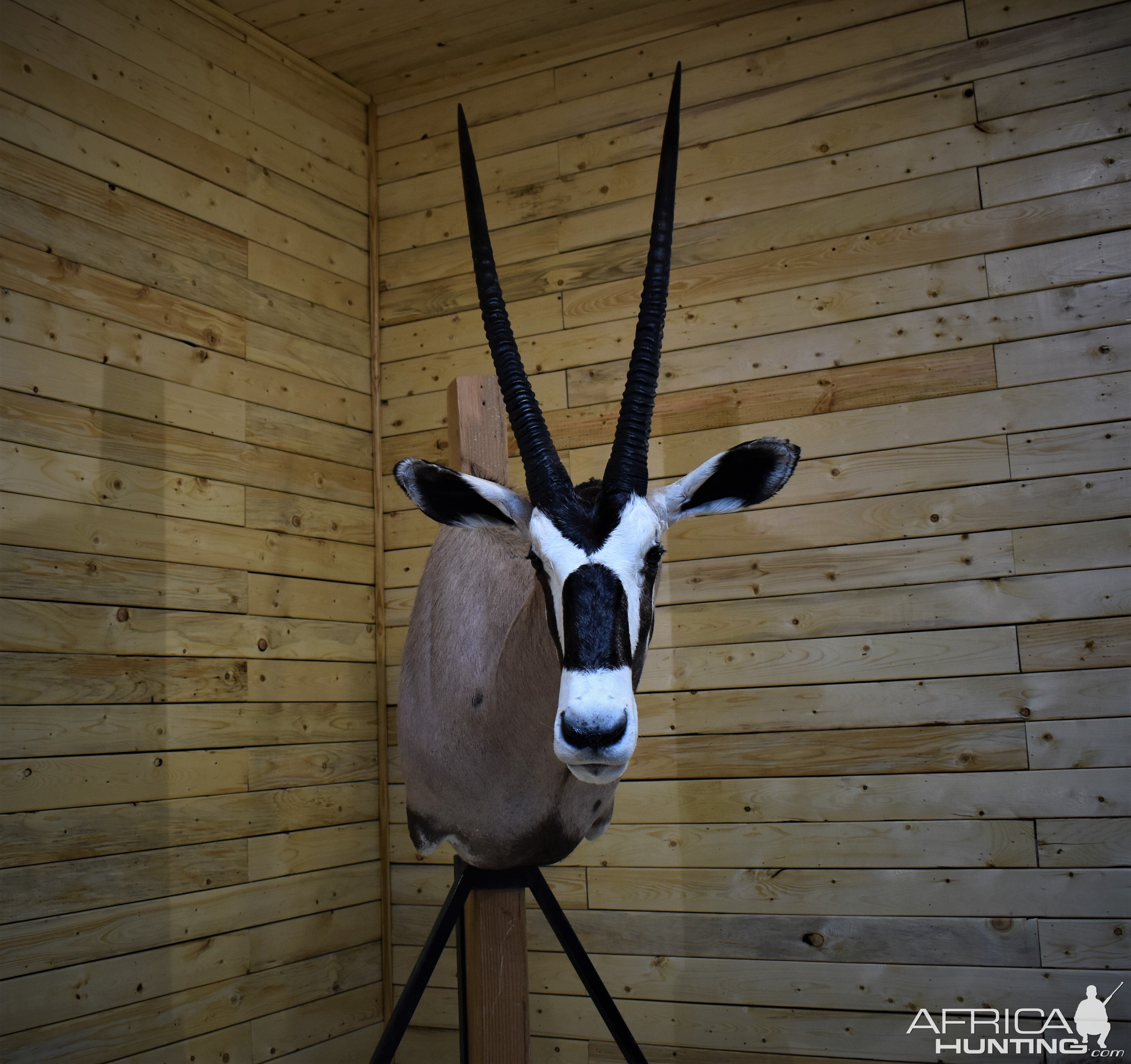 Gemsbok Shoulder Mount Taxidermy