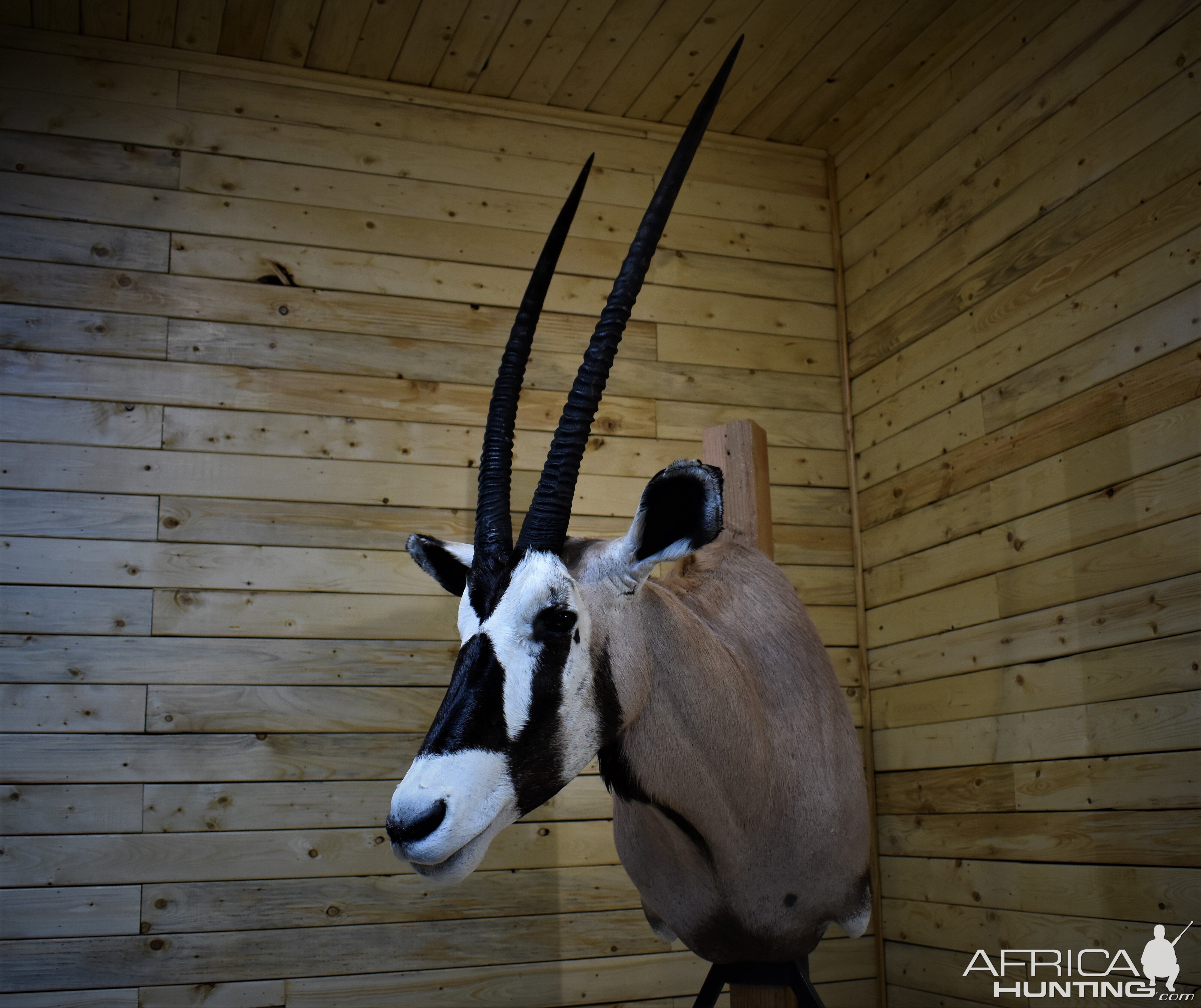 Gemsbok Shoulder Mount Taxidermy