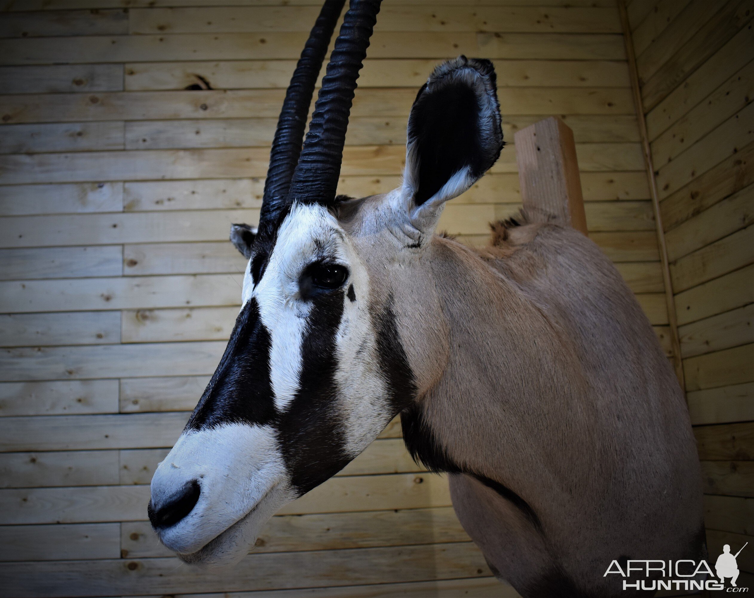 Gemsbok Shoulder Mount Taxidermy