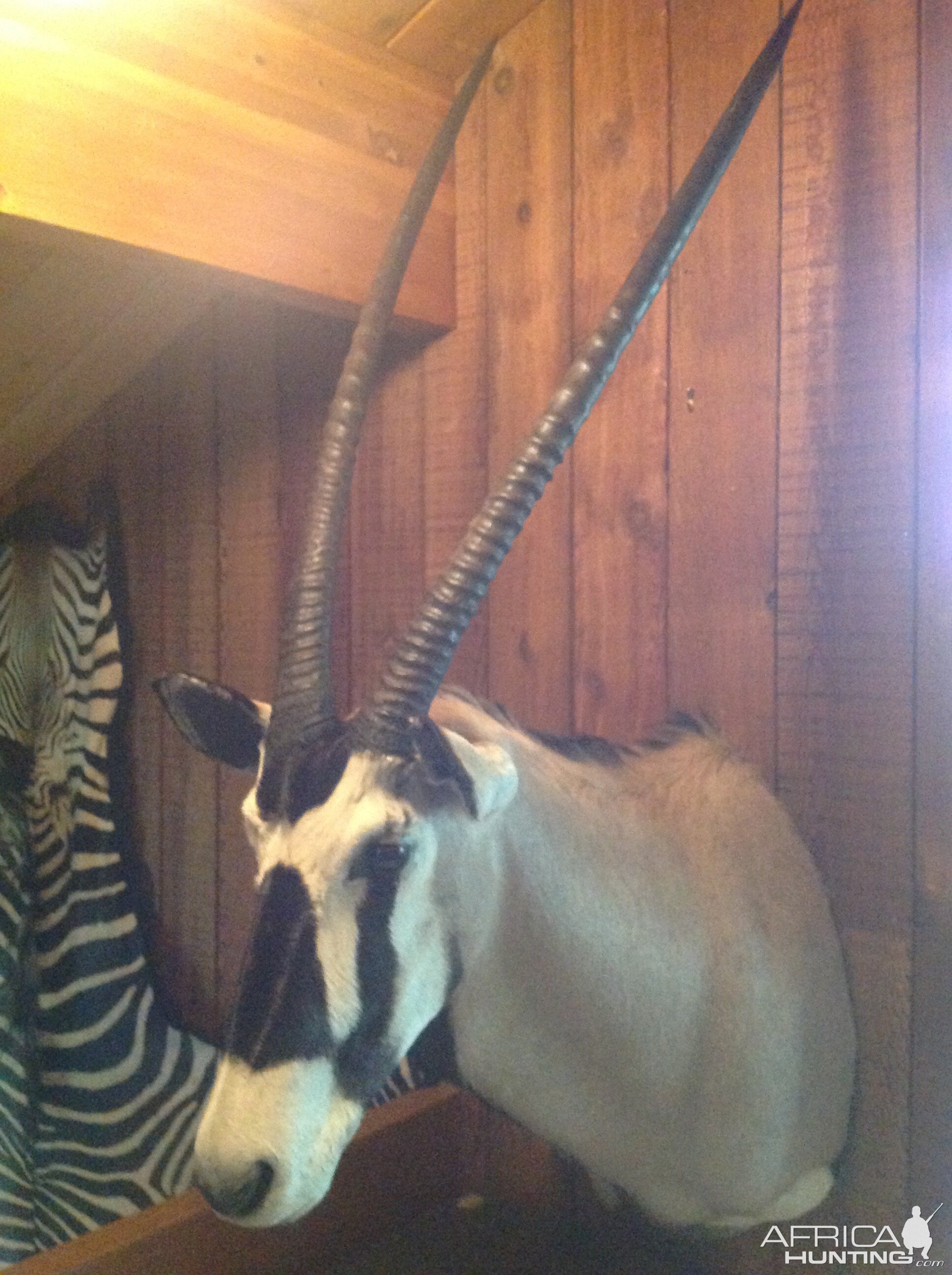 Gemsbok Shoulder Mount Taxidermy