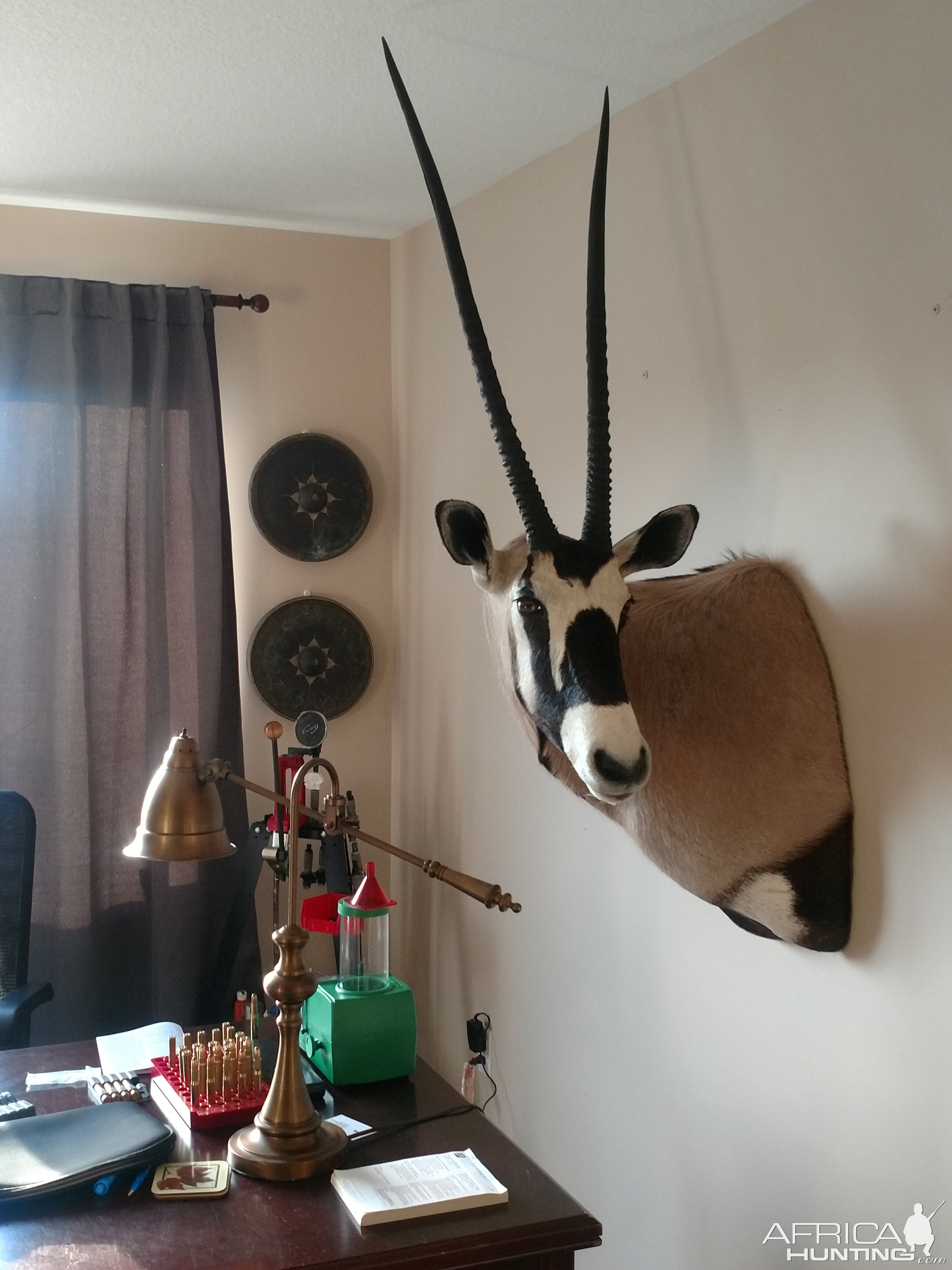 Gemsbok Shoulder Mount Taxidermy