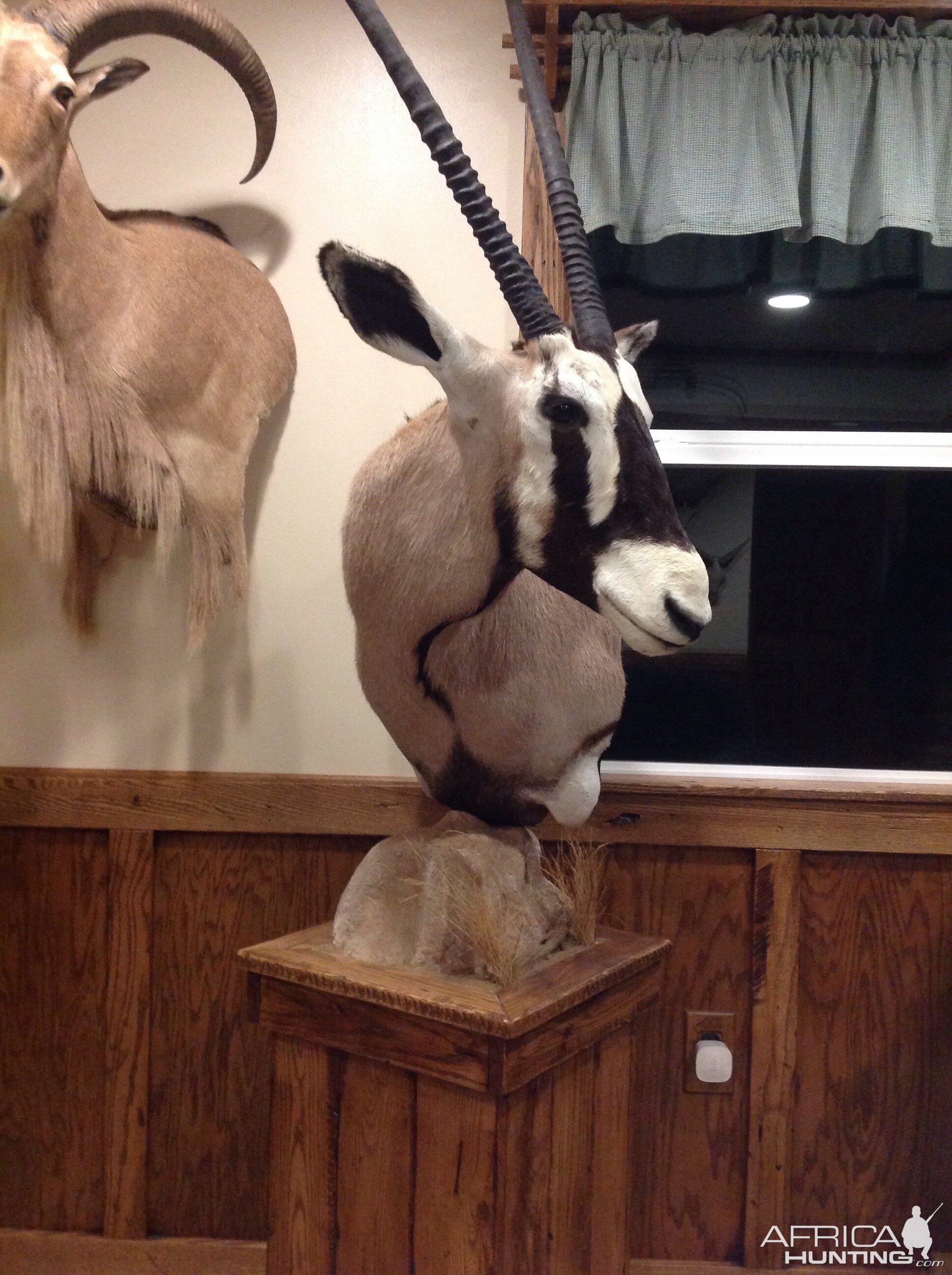 Gemsbok Shoulder Mount Taxidermy