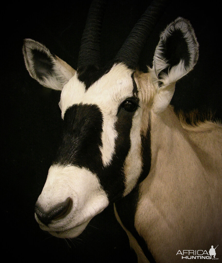 Gemsbok Shoulder Mount Taxidermy