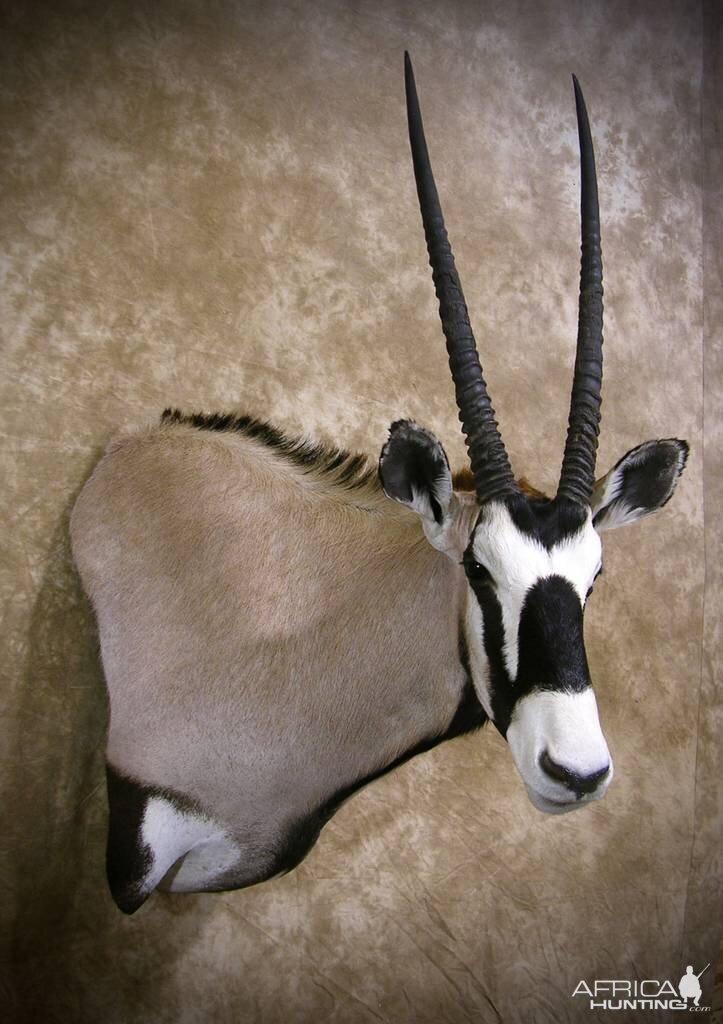 Gemsbok Shoulder Mount Taxidermy