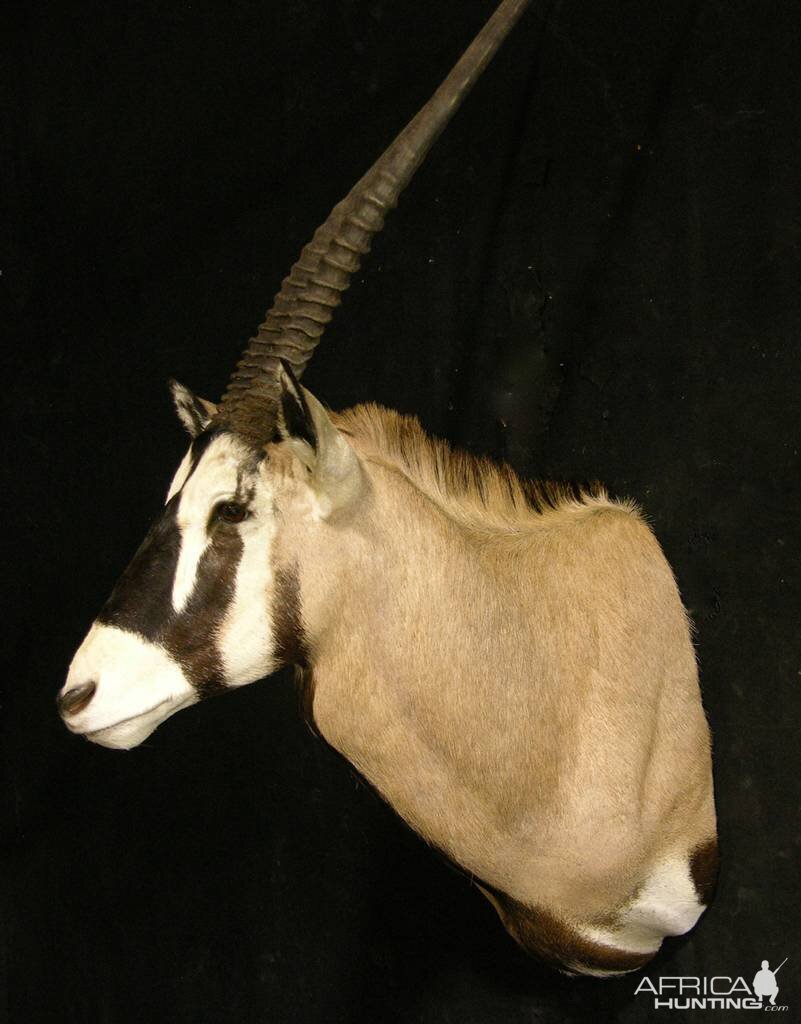 Gemsbok Shoulder Mount Taxidermy