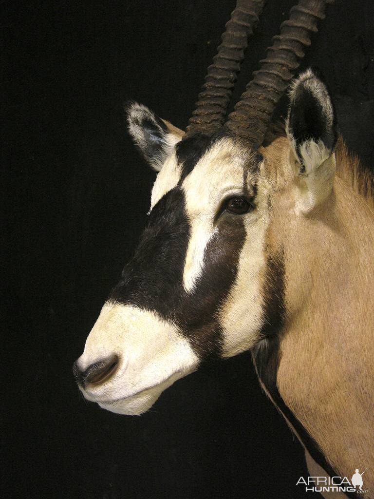 Gemsbok Shoulder Mount Taxidermy