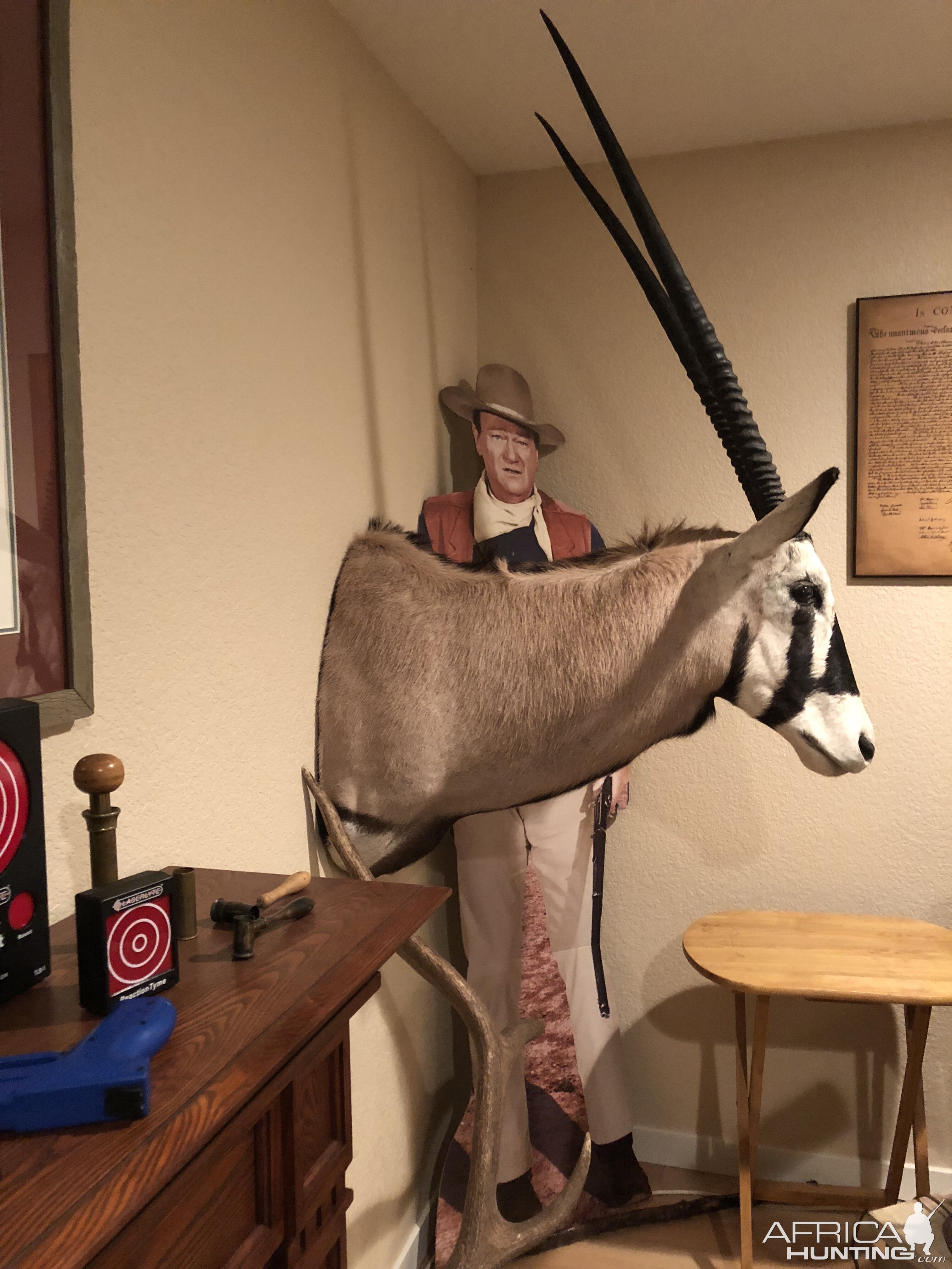 Gemsbok Shoulder Mount Taxidermy