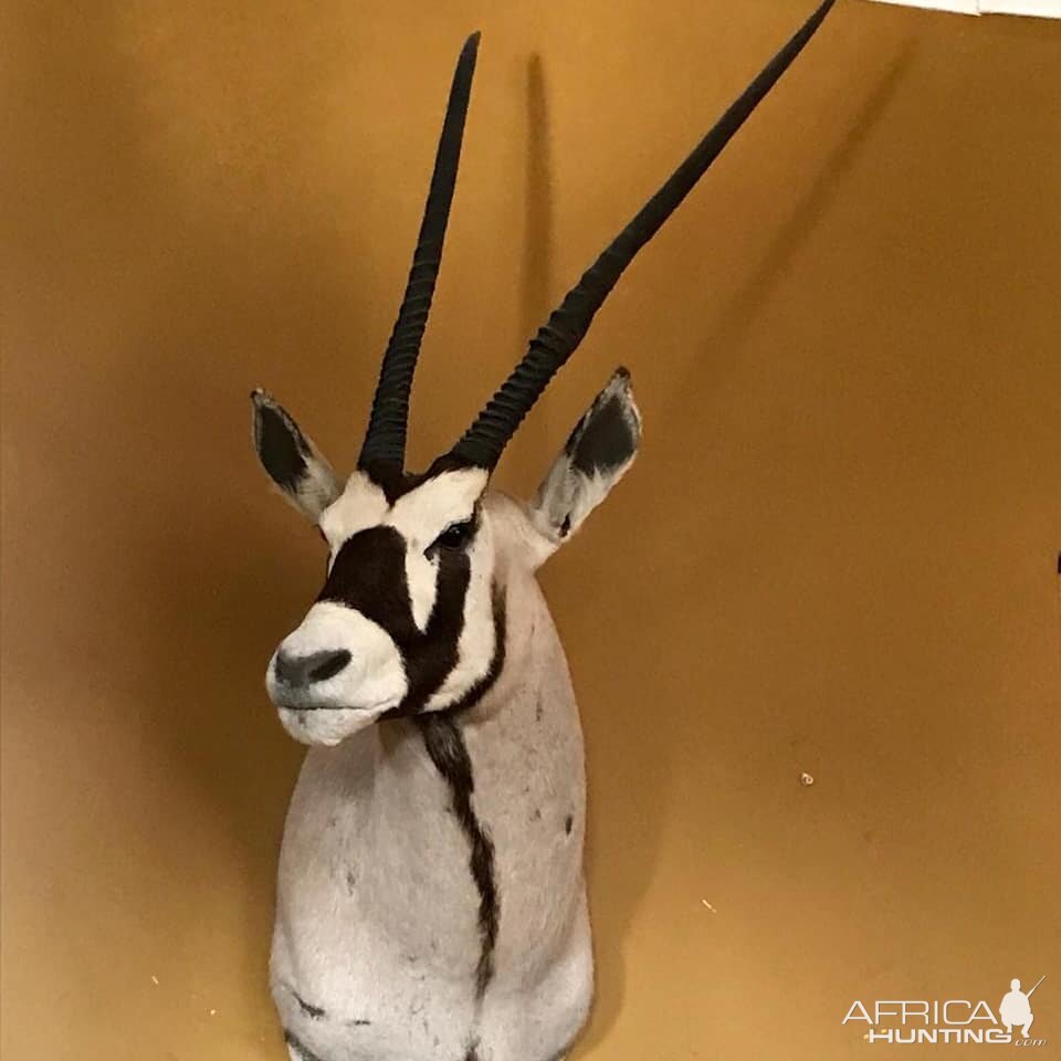 Gemsbok Shoulder Mount Taxidermy