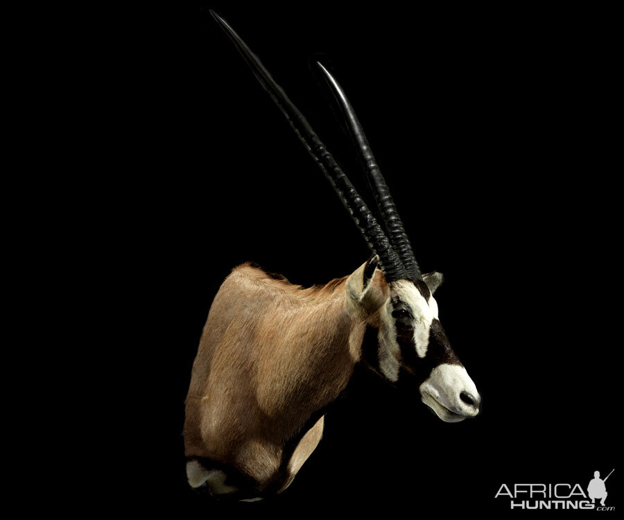 Gemsbok Shoulder Mount Taxidermy