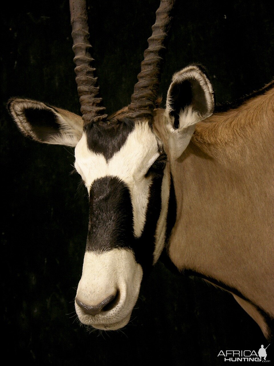 Gemsbok Shoulder Mount Taxidermy