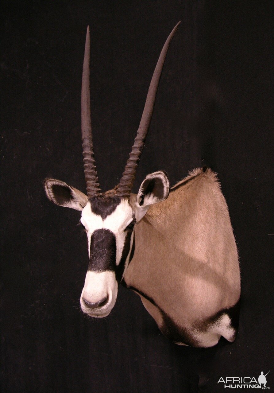 Gemsbok Shoulder Mount Taxidermy