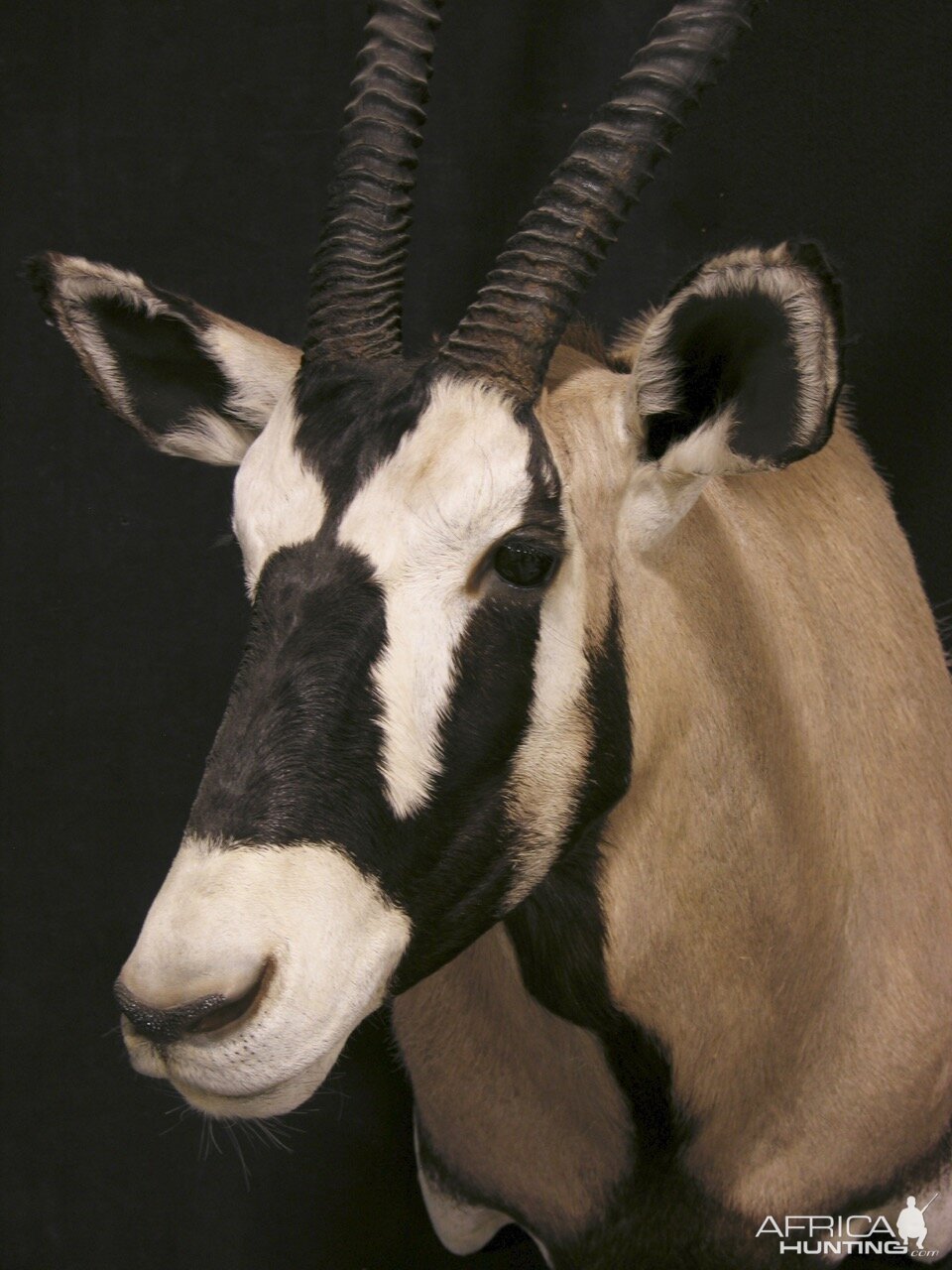 Gemsbok Shoulder Mount Taxidermy