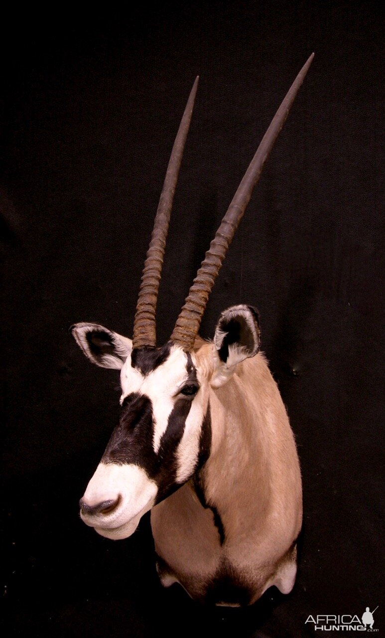 Gemsbok Shoulder Mount Taxidermy