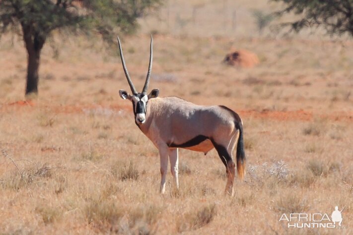 Gemsbok South Africa