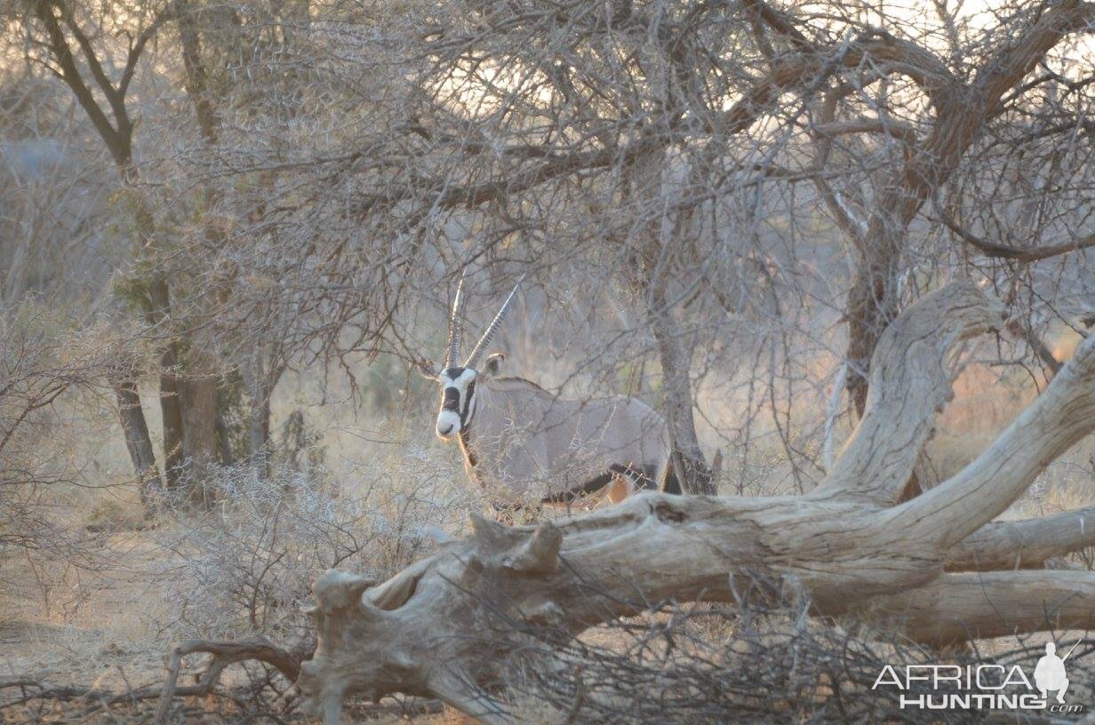 Gemsbok South Africa