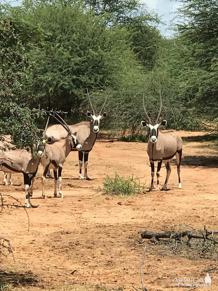 Gemsbok South Africa