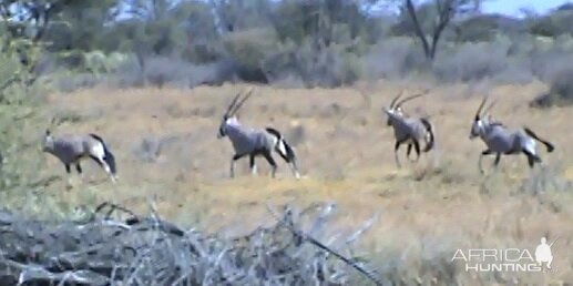 Gemsbok South Africa