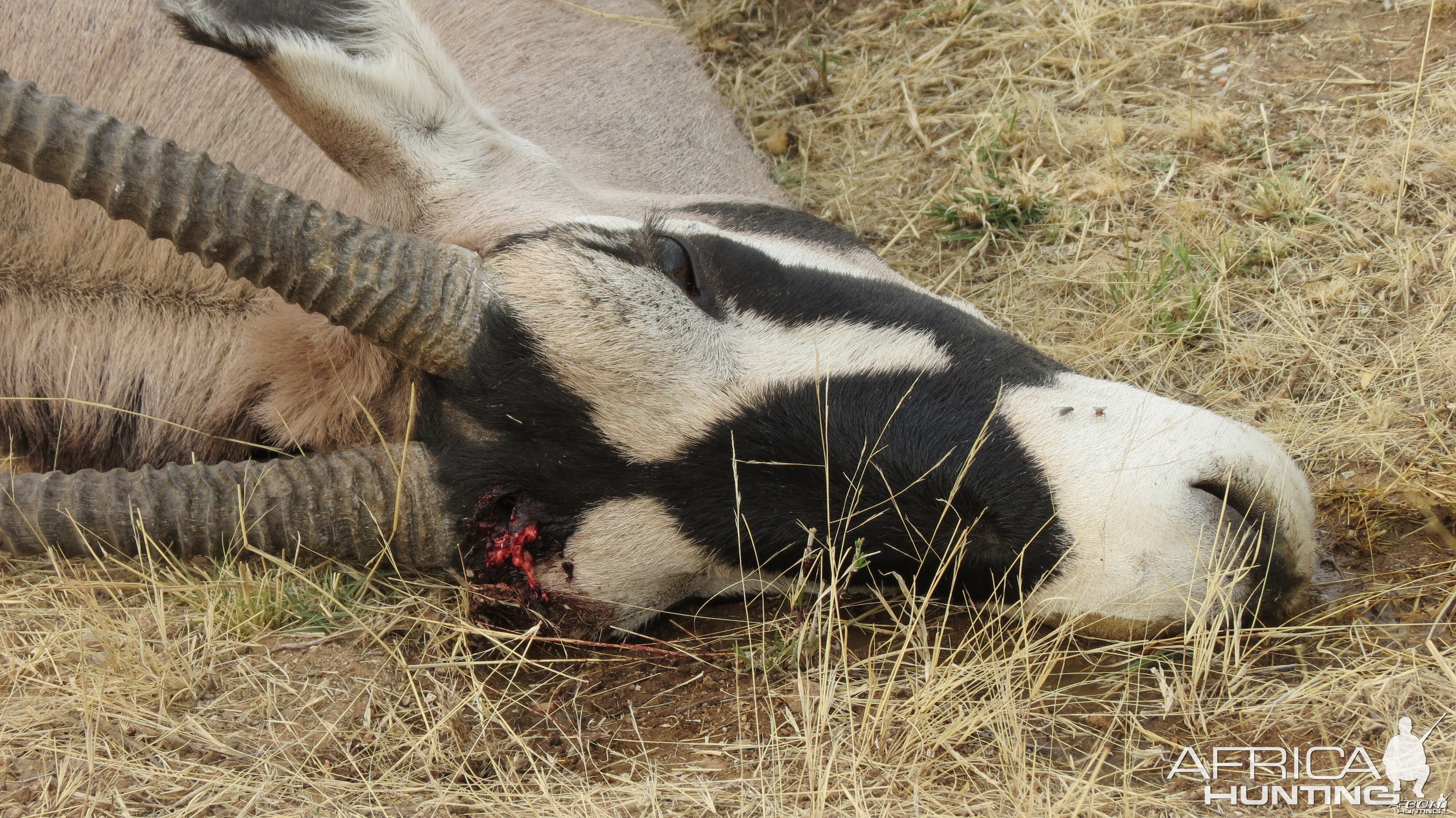 Gemsbok that died fighting!