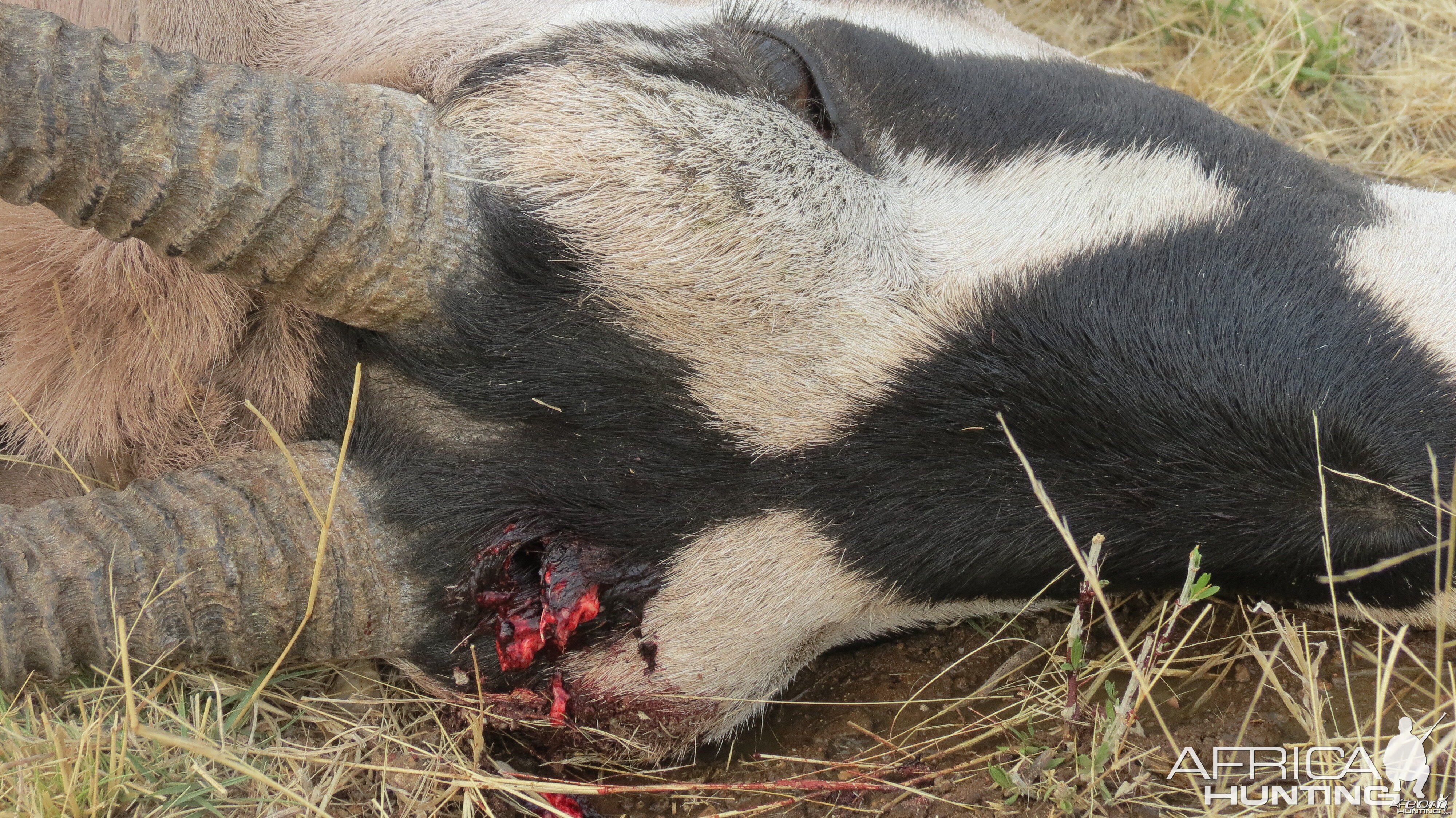 Gemsbok that died fighting!