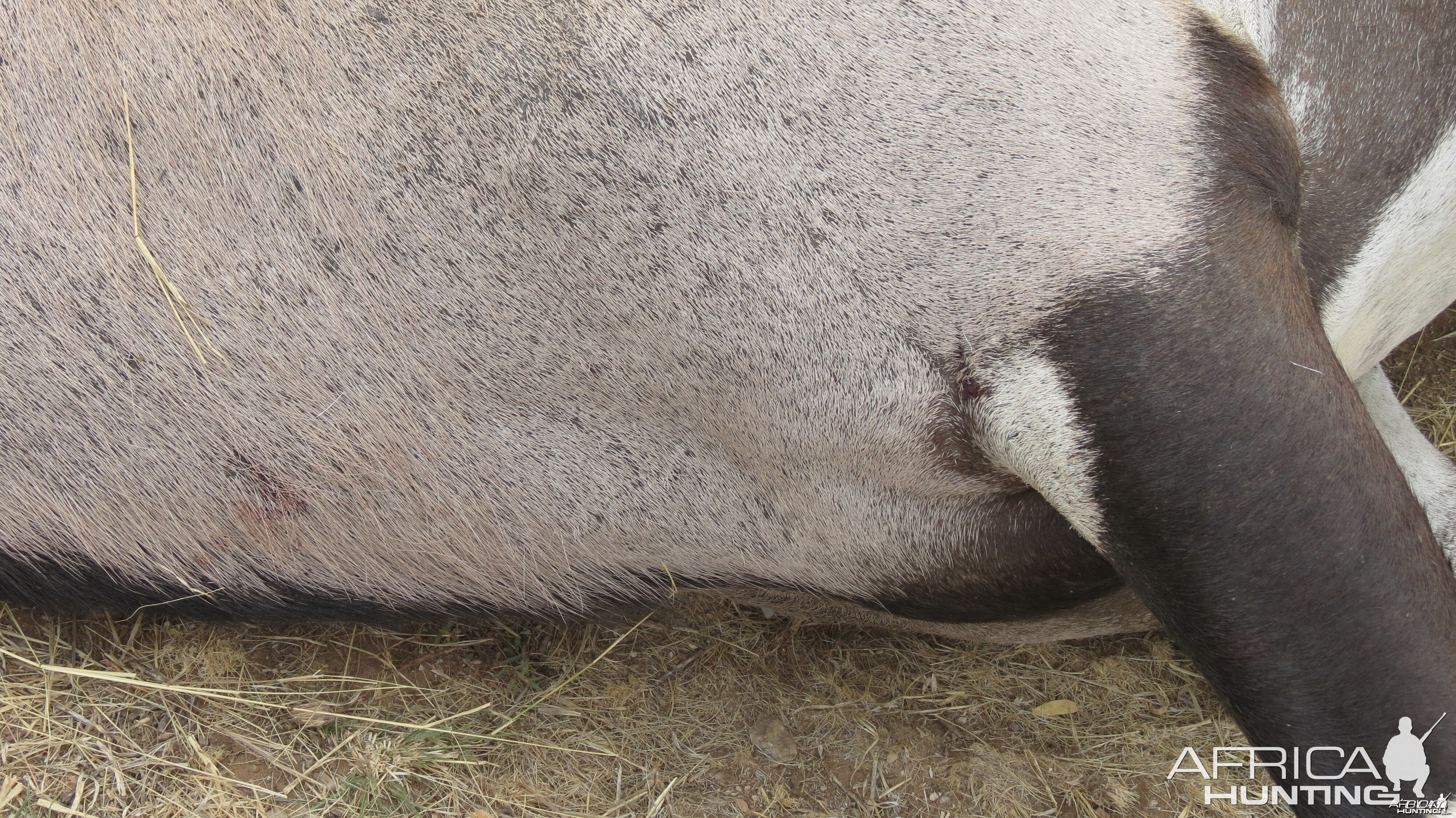 Gemsbok that died fighting!