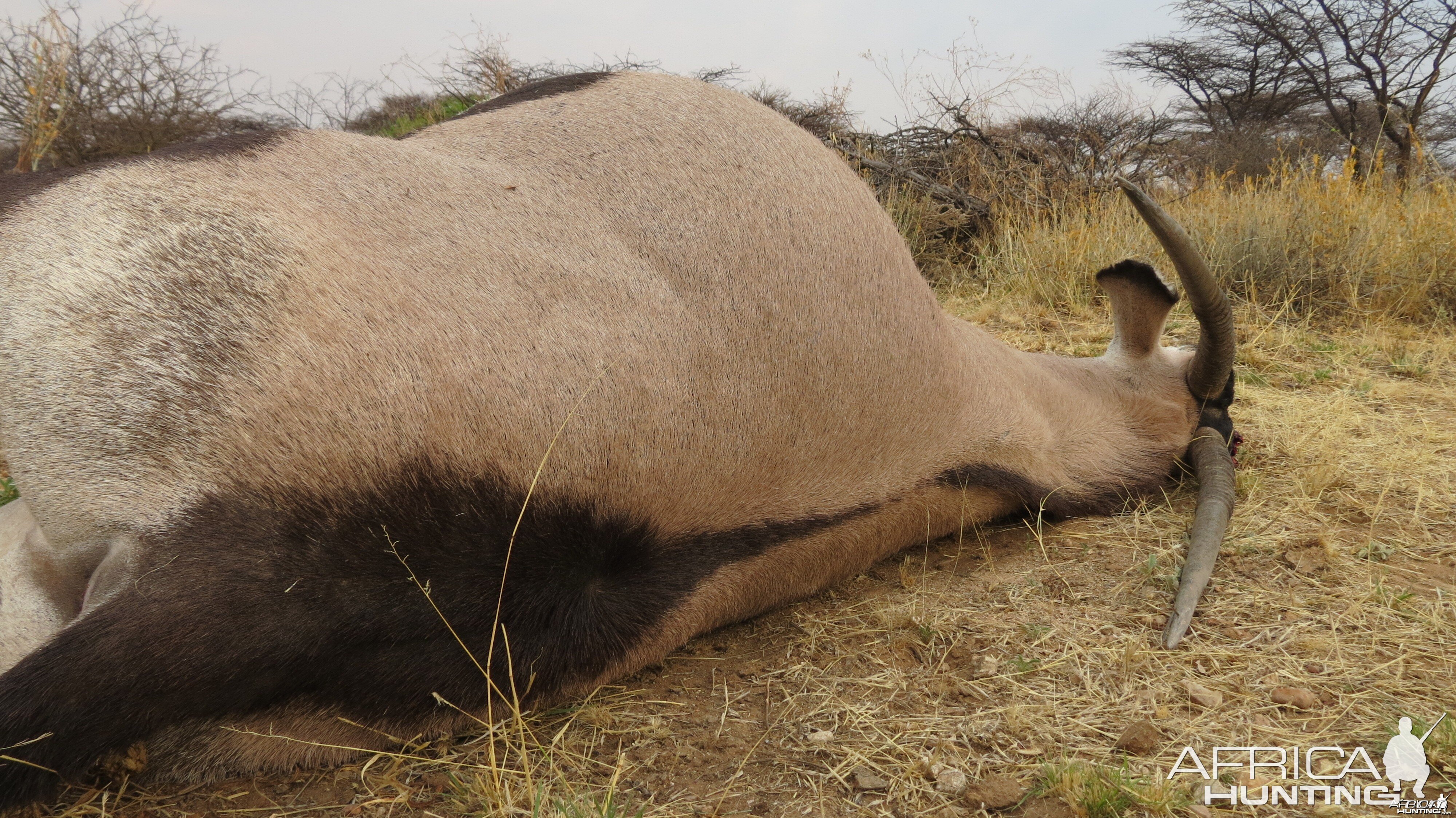 Gemsbok that died fighting!