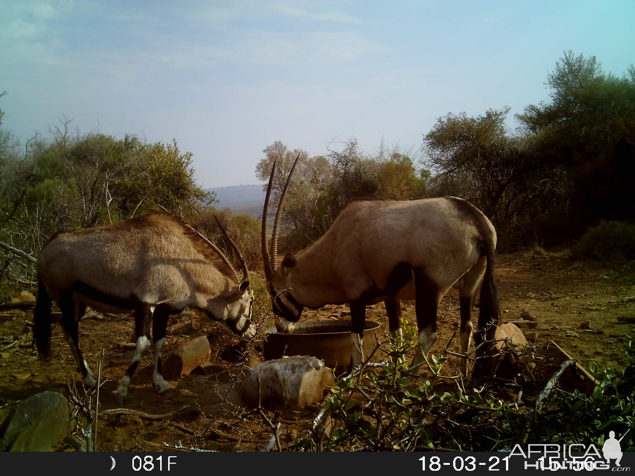 Gemsbok Trail Cam Pictures South Africa