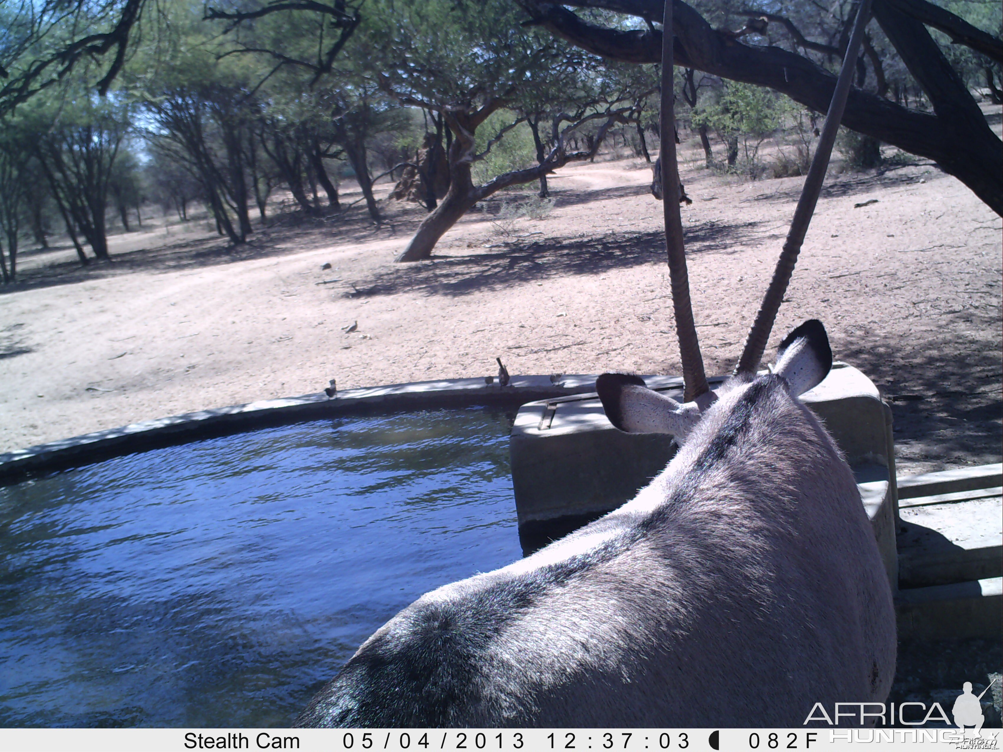 Gemsbok Trail Camera