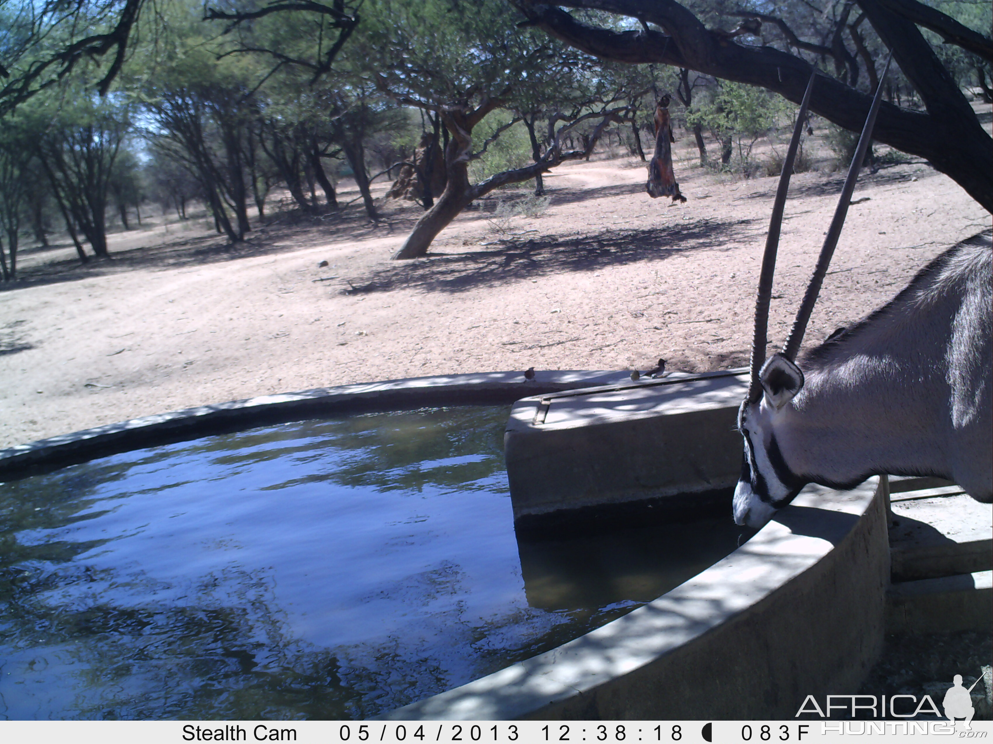 Gemsbok Trail Camera