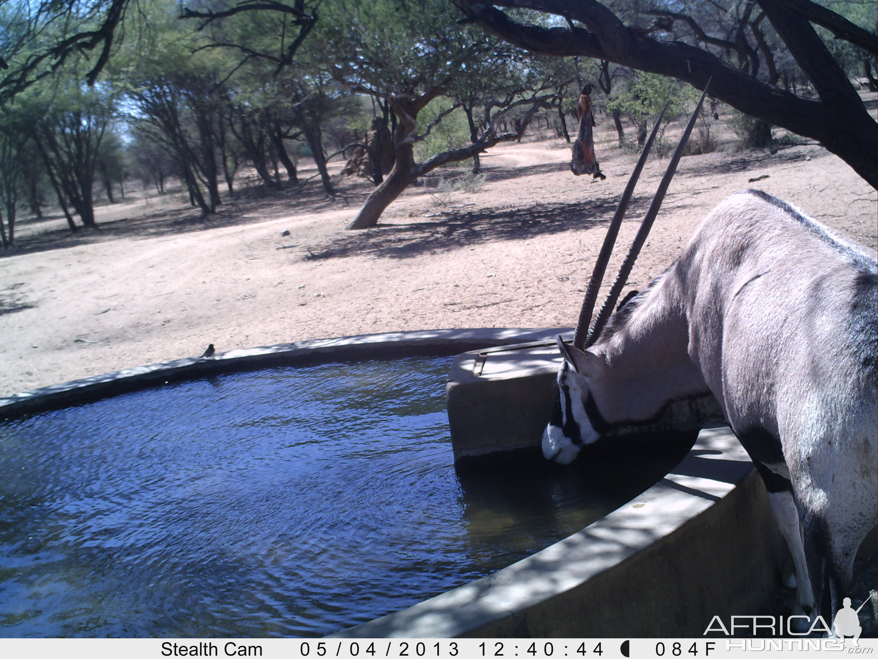 Gemsbok Trail Camera