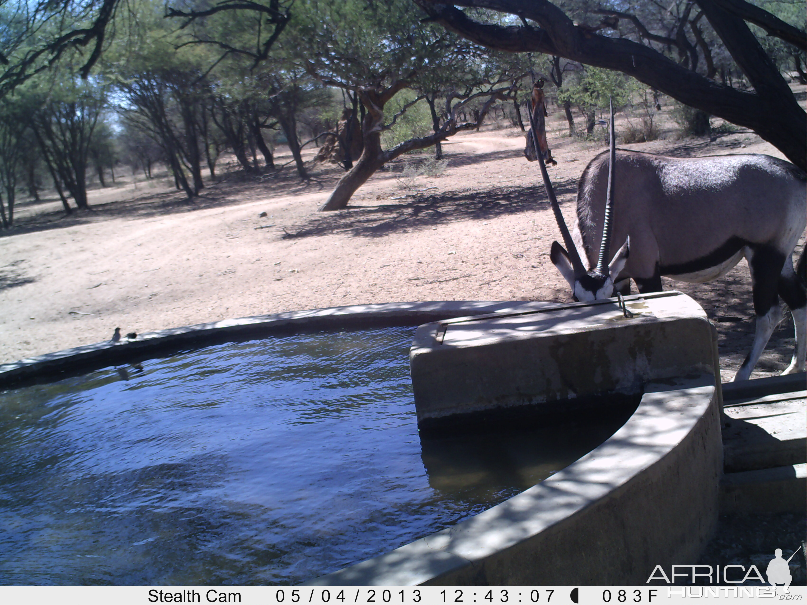 Gemsbok Trail Camera