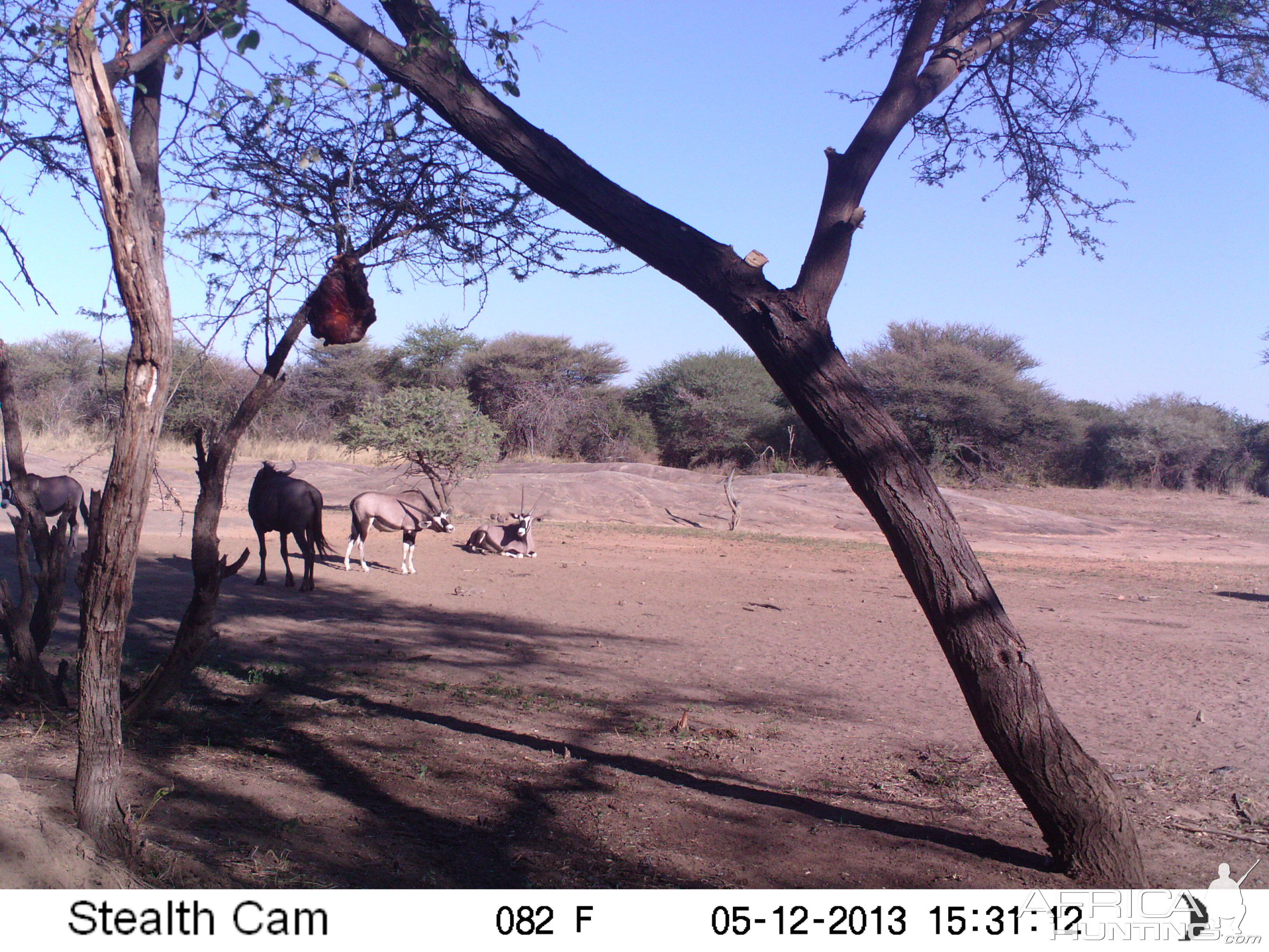 Gemsbok Trail Camera