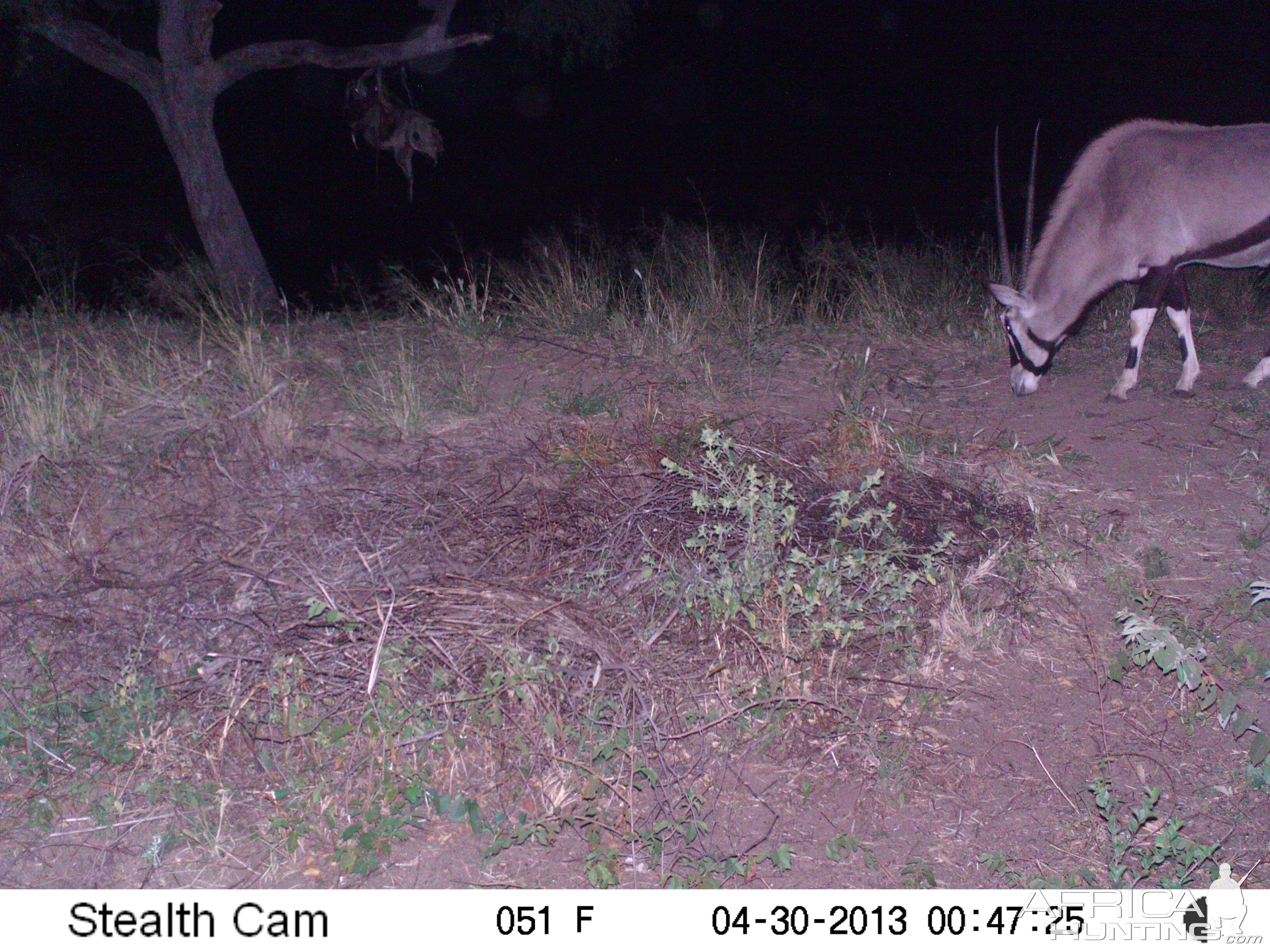 Gemsbok Trail Camera