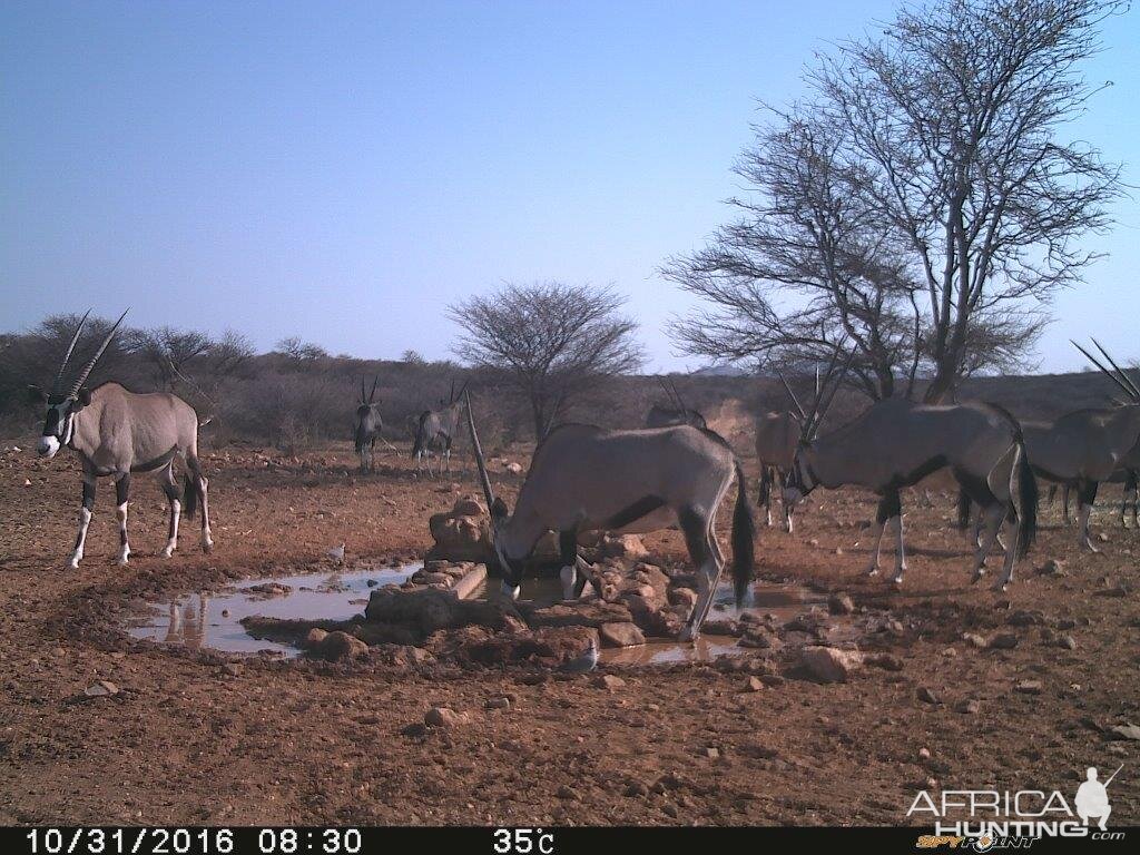 Gemsbok Trial Cam