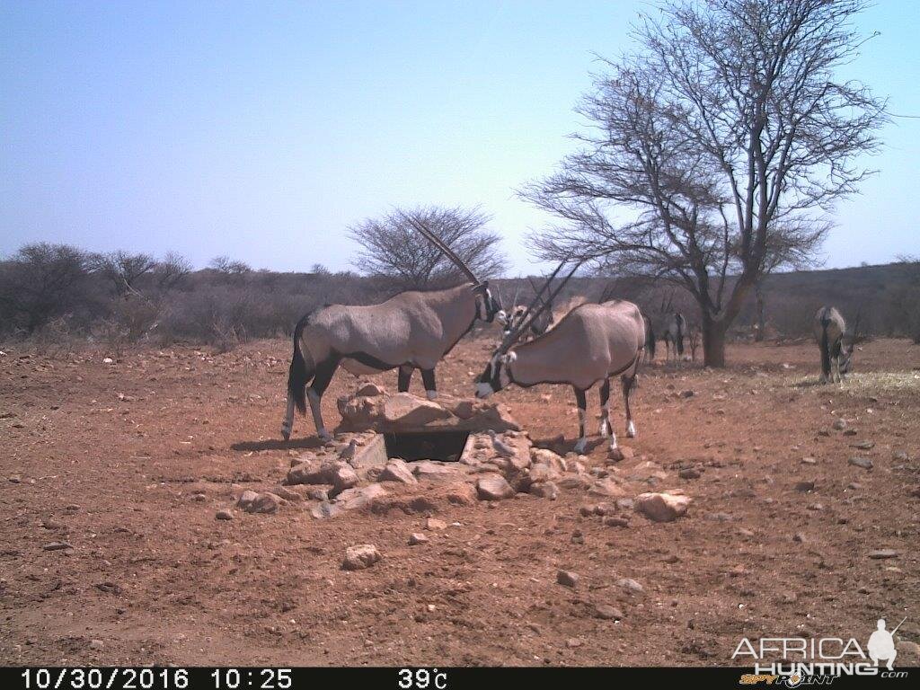 Gemsbok Trial Cam