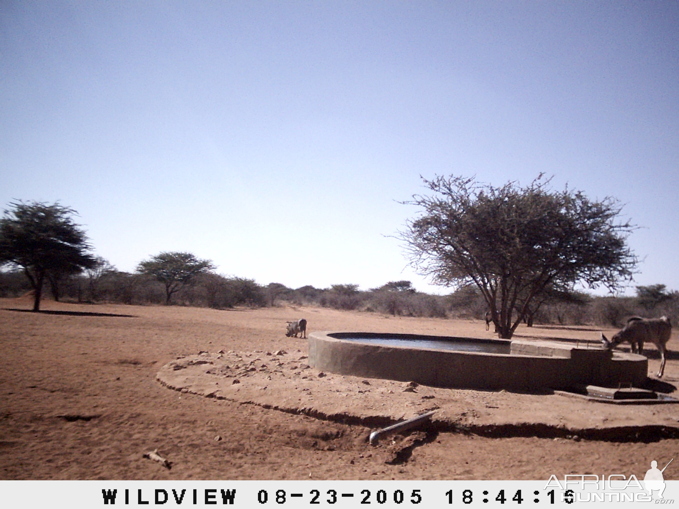 Gemsbok, Warthog and Kudu, Namibia